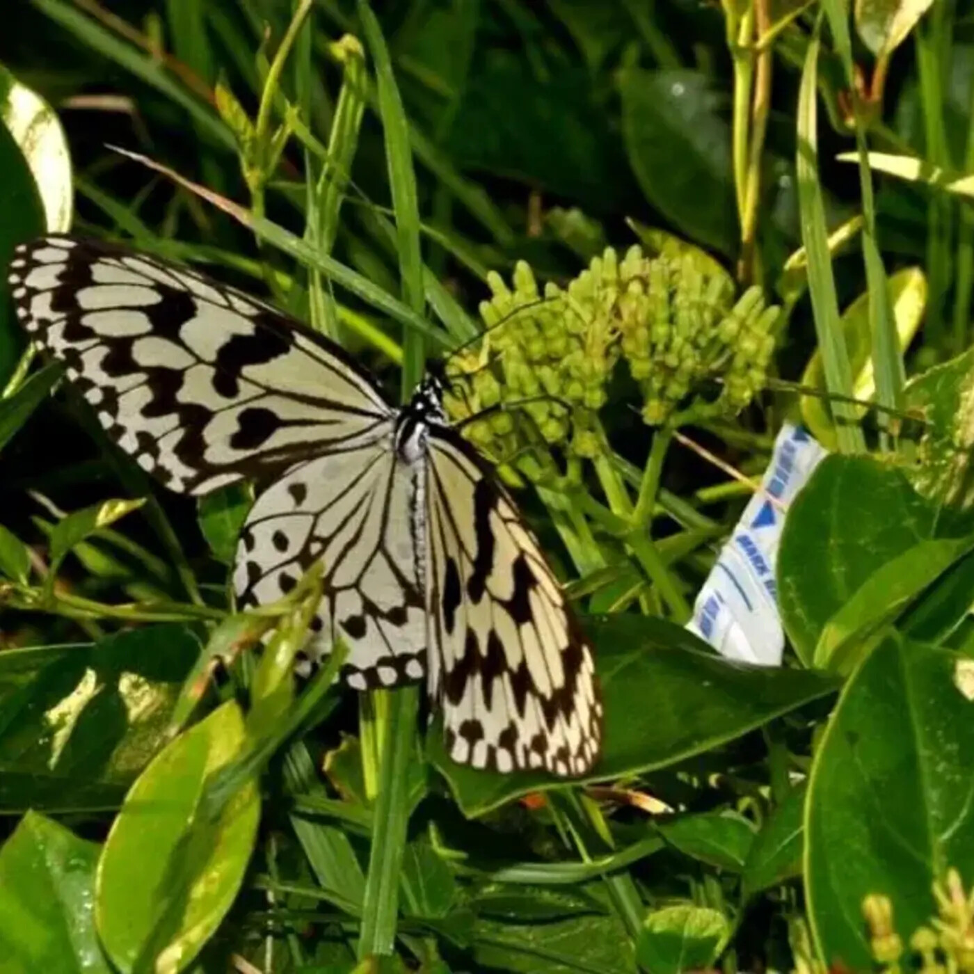 In Defense of Plants Podcast