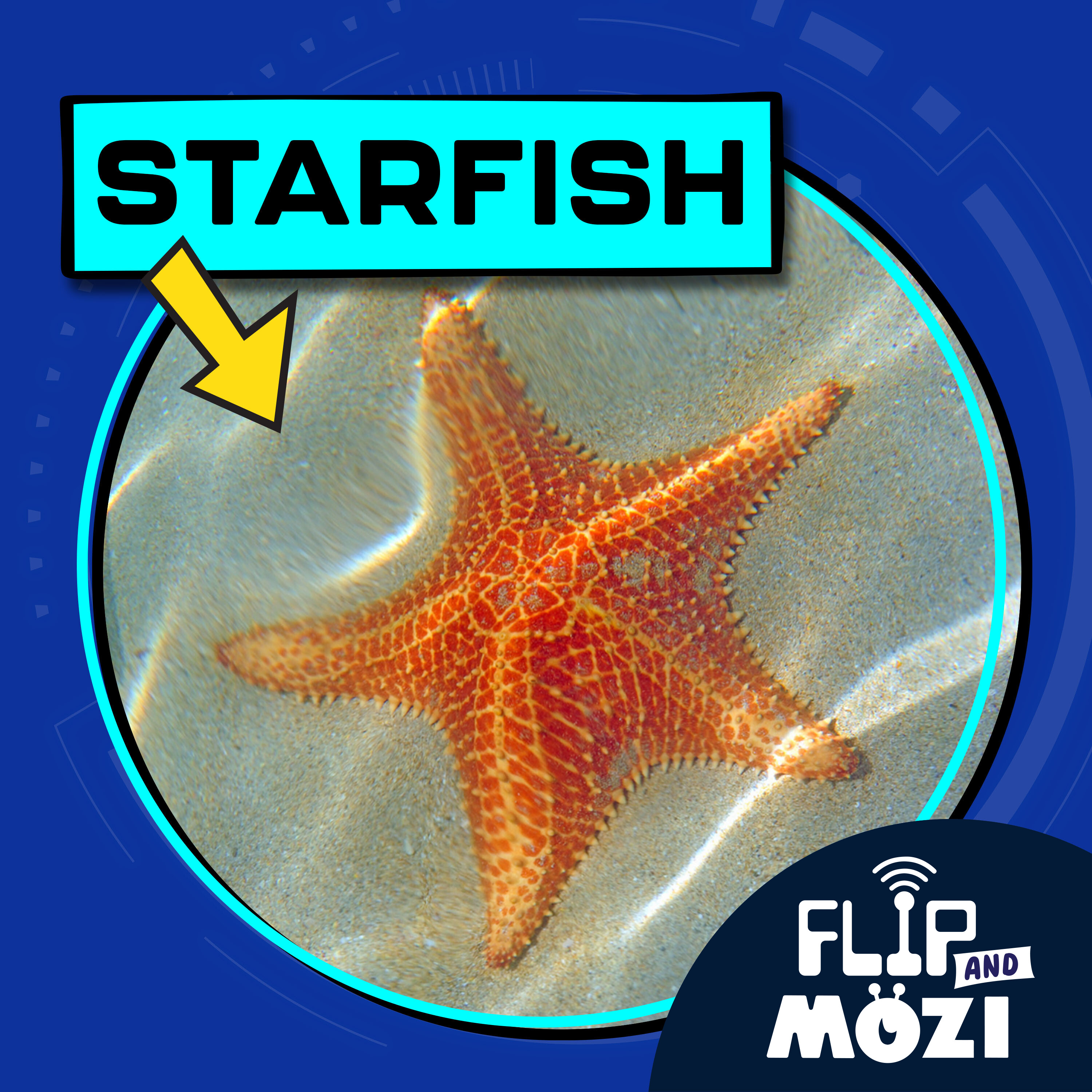Starfish (4/20/23)