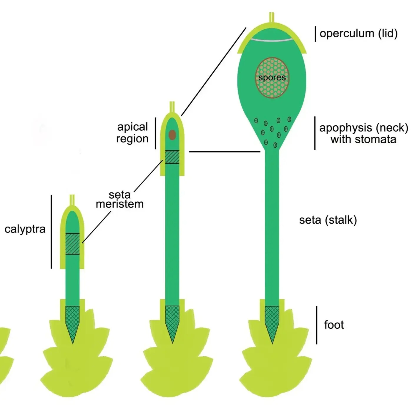 In Defense of Plants Podcast