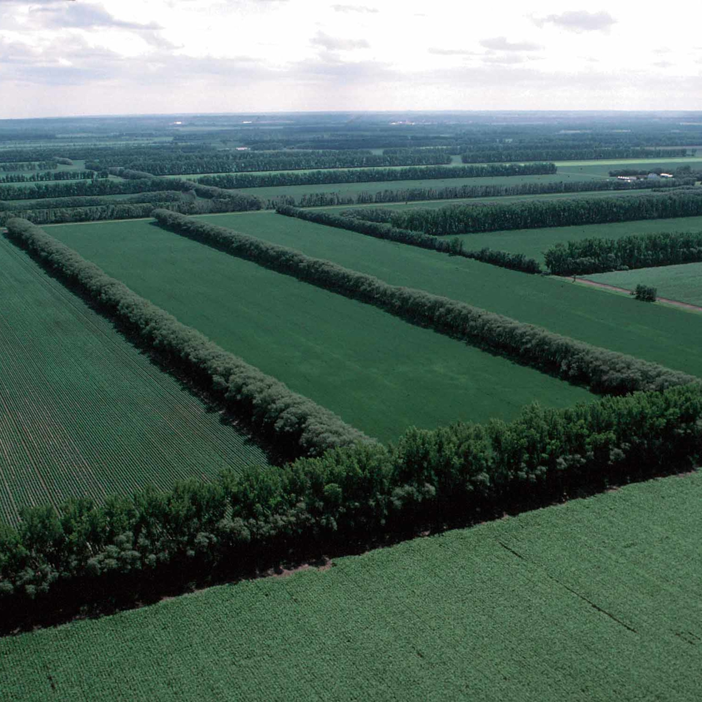 Episode 244: Uprooting FDR's Great Wall of Trees