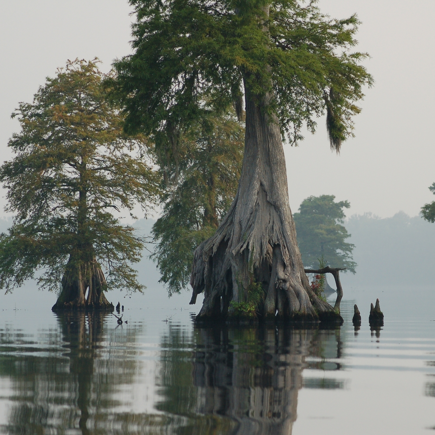 Thumbnail for "Secrets of the Great Dismal Swamp".