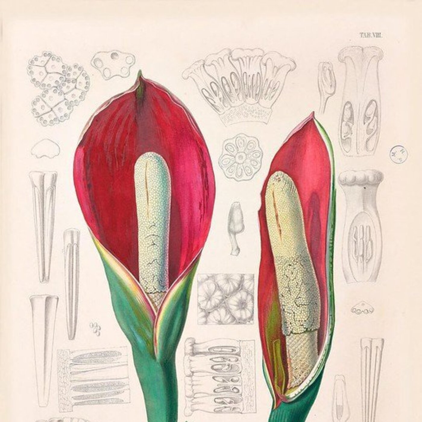 In Defense of Plants Podcast