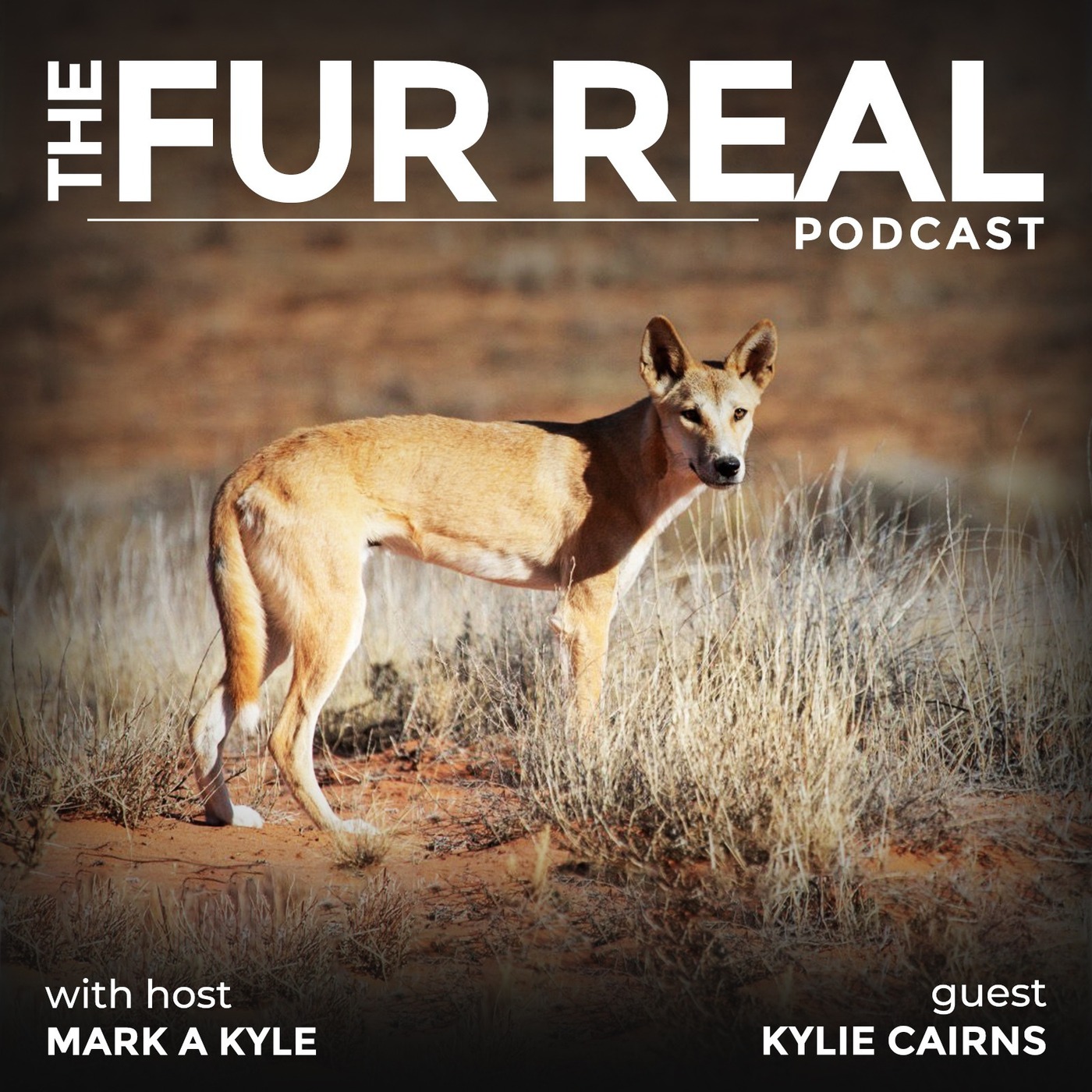 "DINGOS: WILD, WISE AND MISUNDERSTOOD" with Kylie Cairns