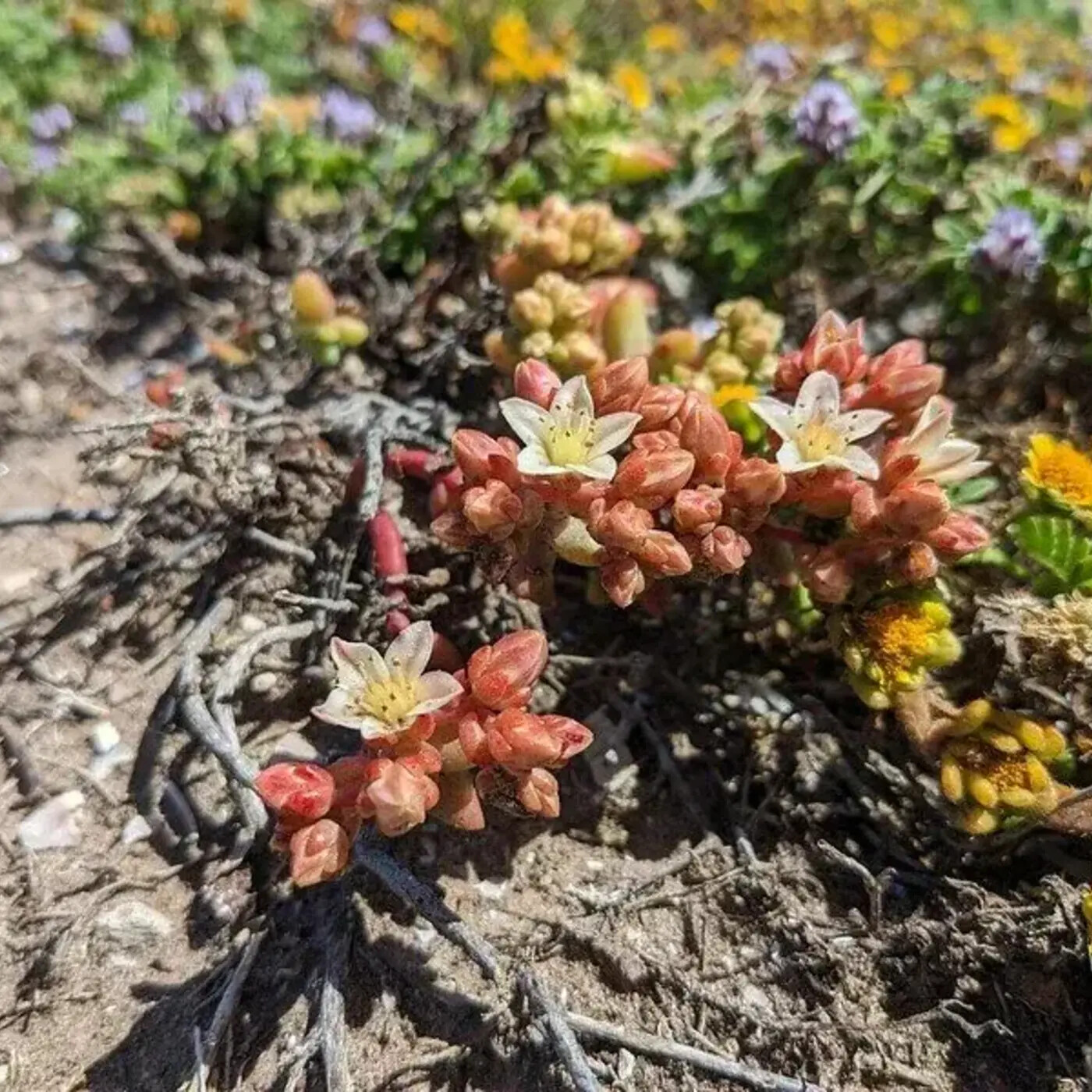 In Defense of Plants Podcast