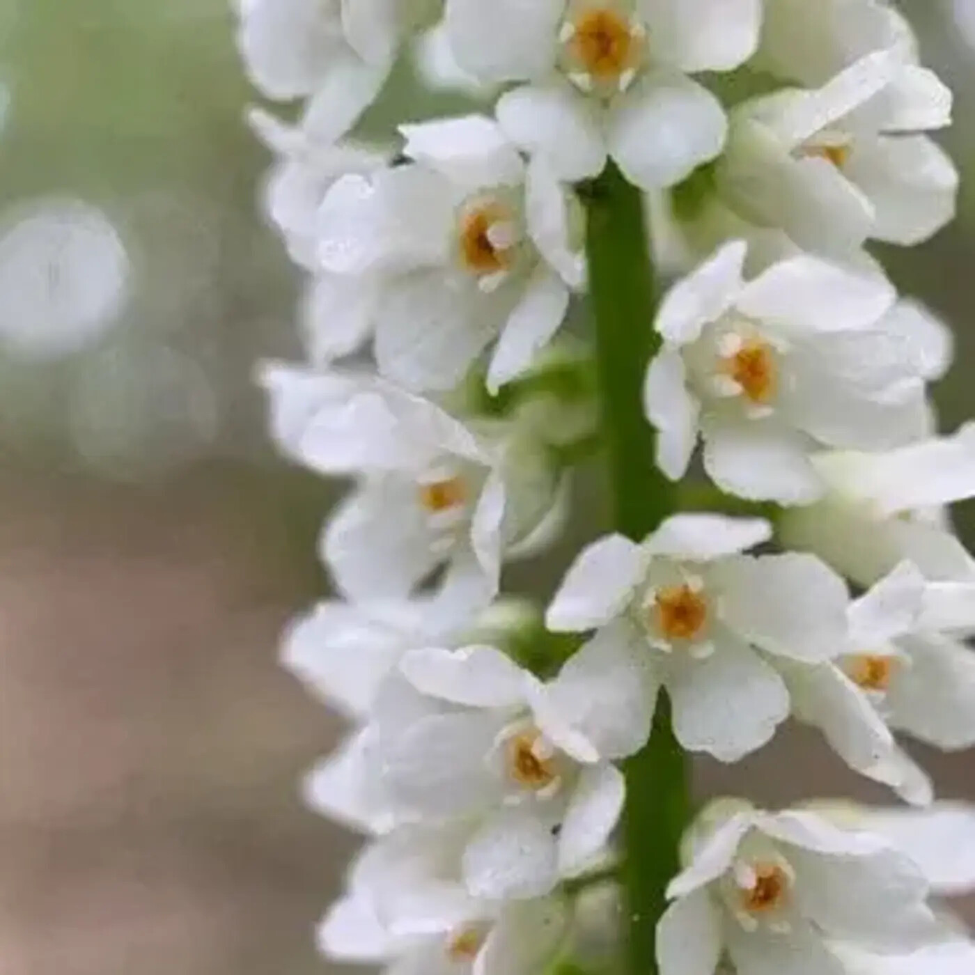 In Defense of Plants Podcast