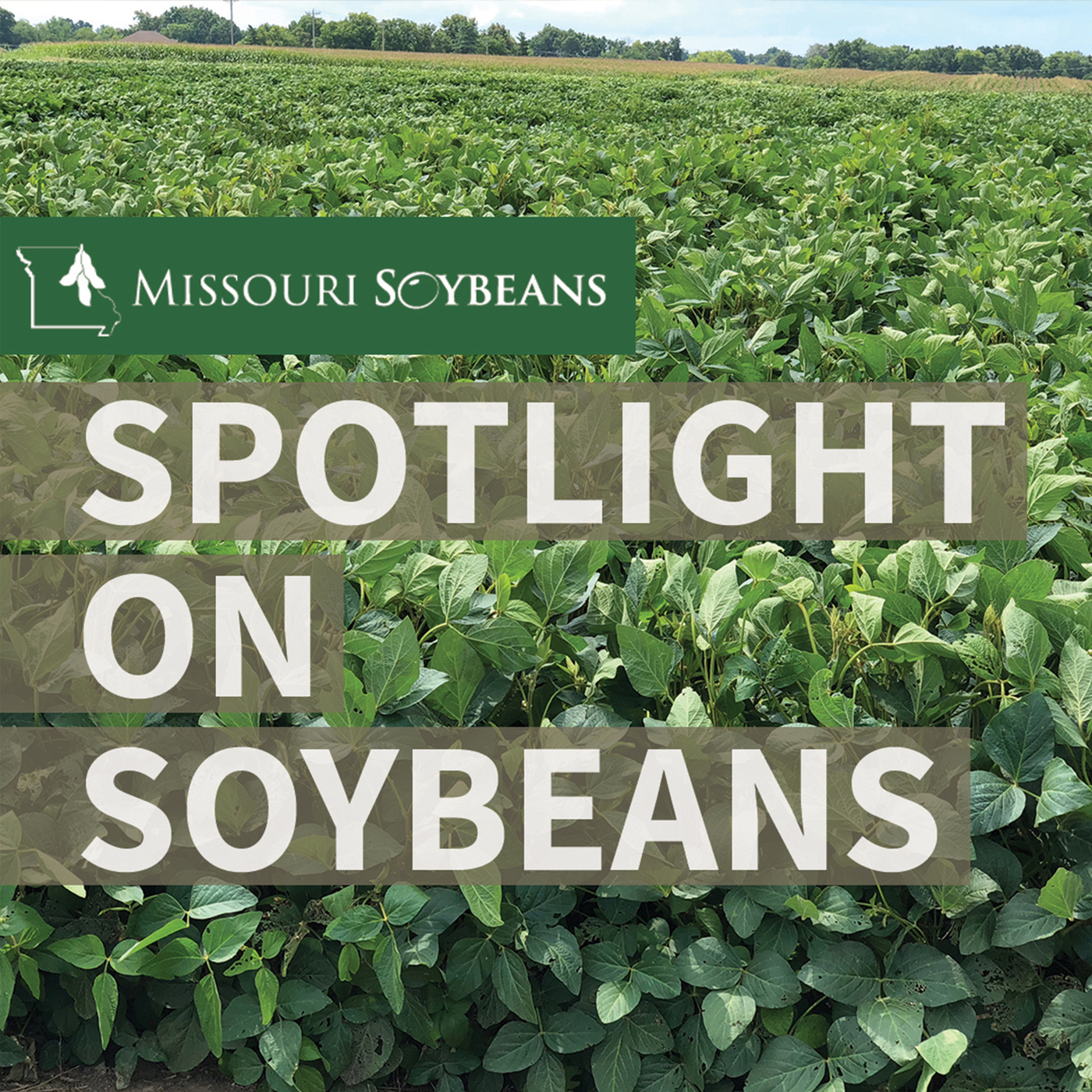 GROWMARK to Commercialize SOYLEIC High-Oleic Soybeans episode artwork