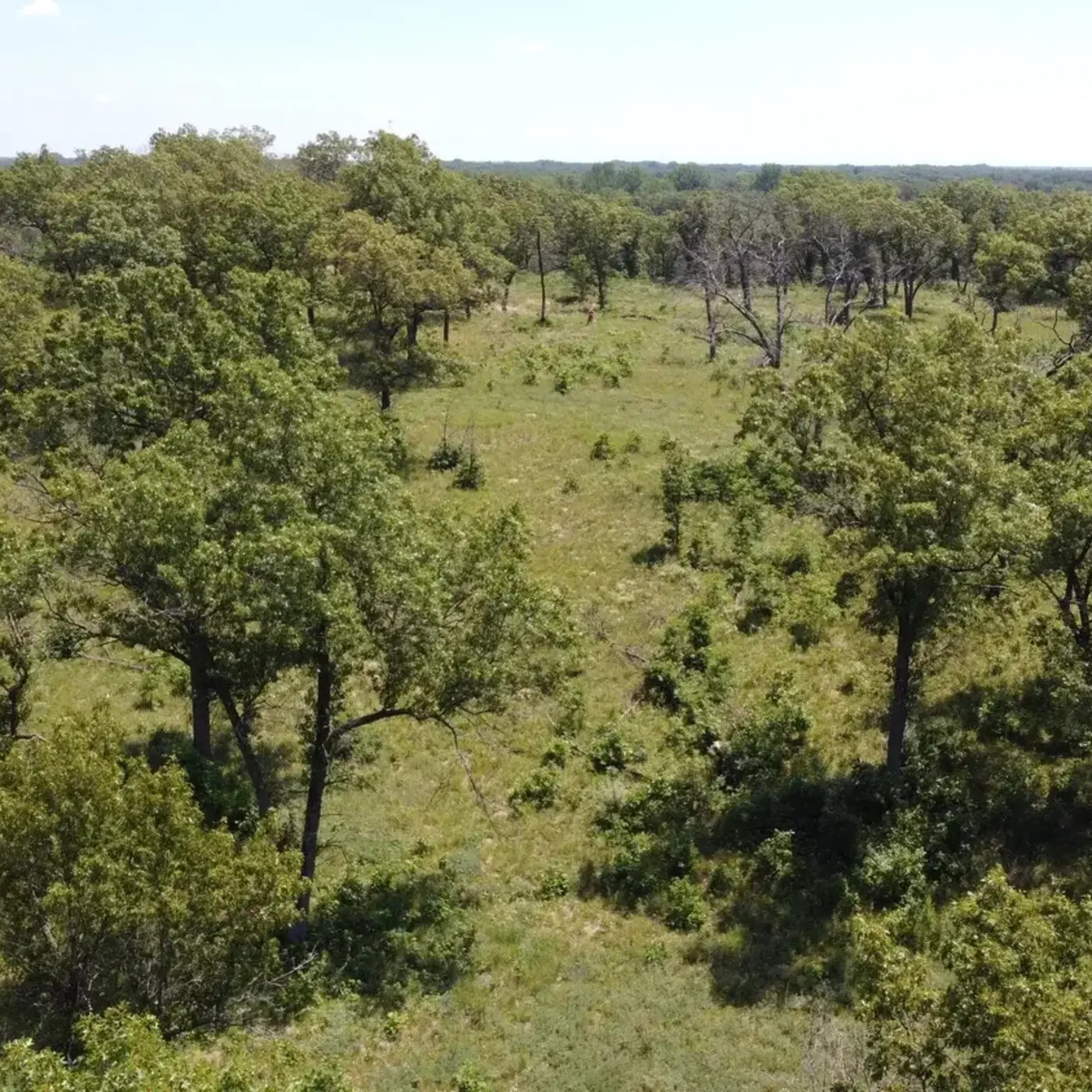 In Defense of Plants Podcast