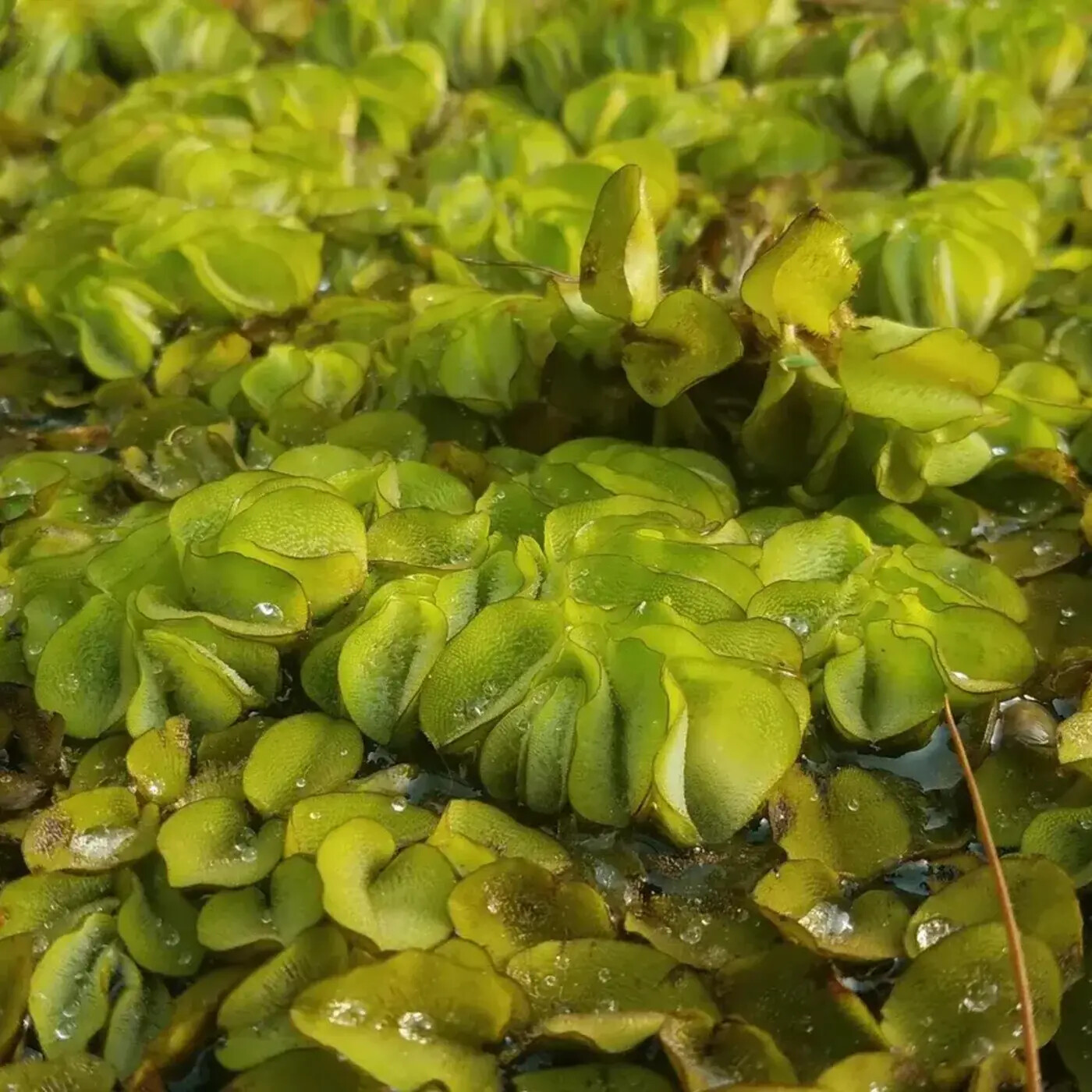 In Defense of Plants Podcast