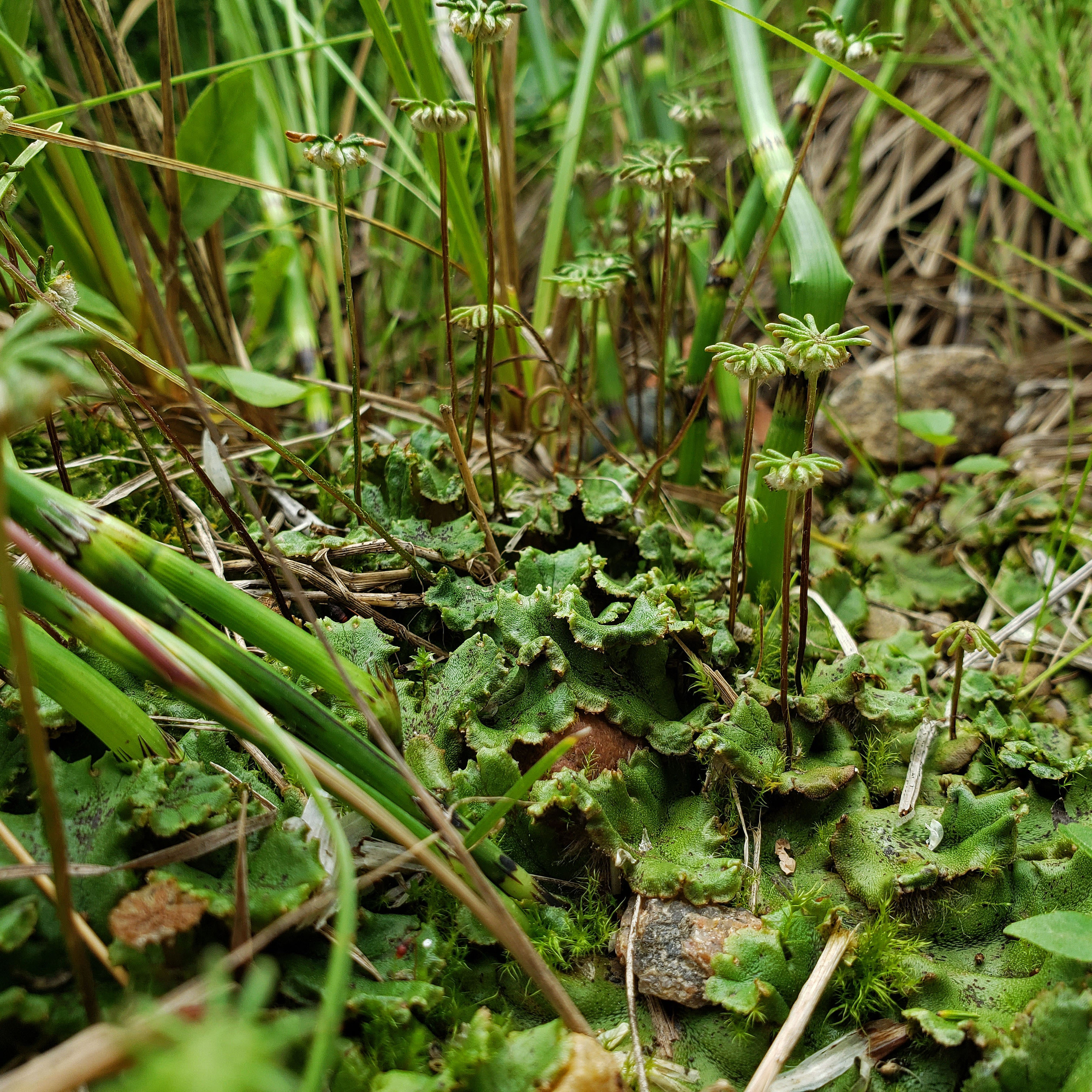 In Defense of Plants Podcast