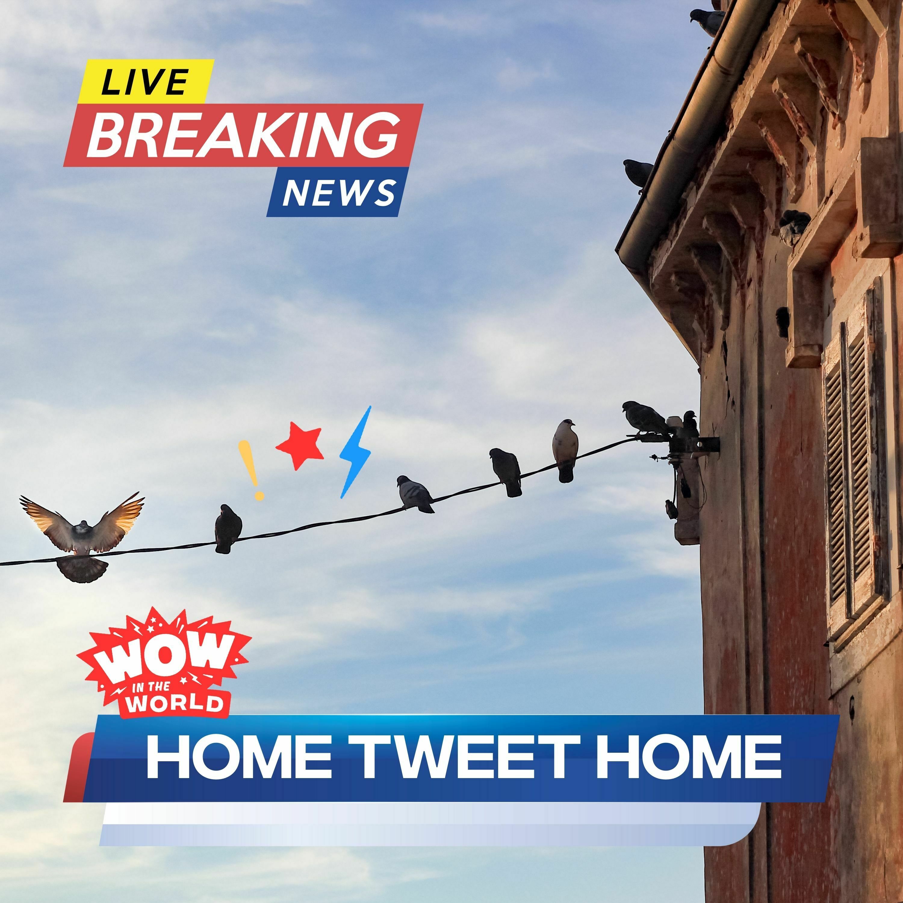 Home Tweet Home - Which Nest Is Best?