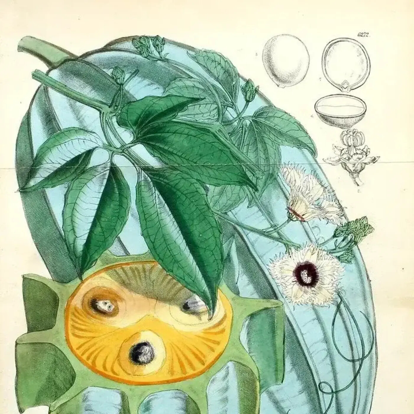 In Defense of Plants Podcast