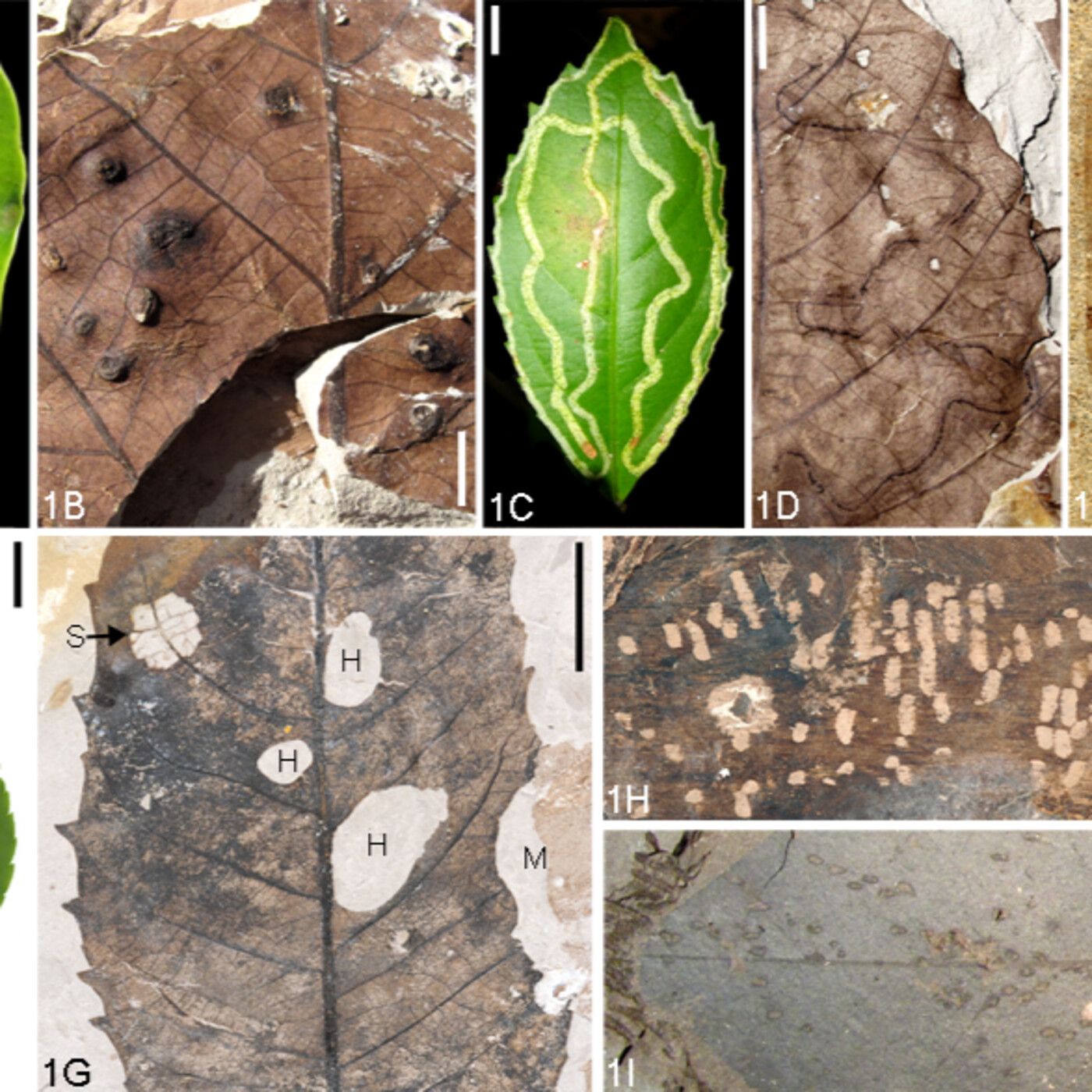 In Defense of Plants Podcast