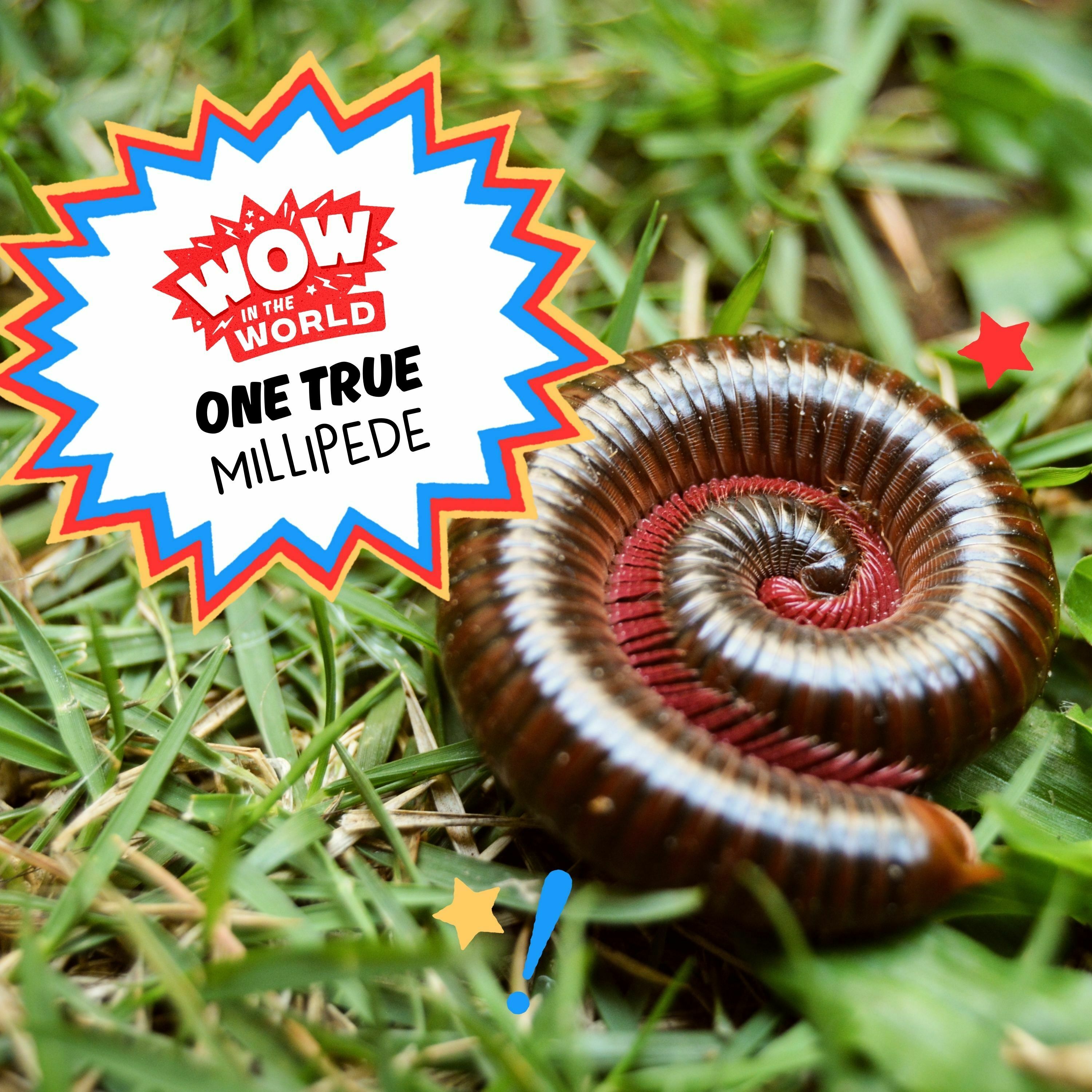 One True Millipede