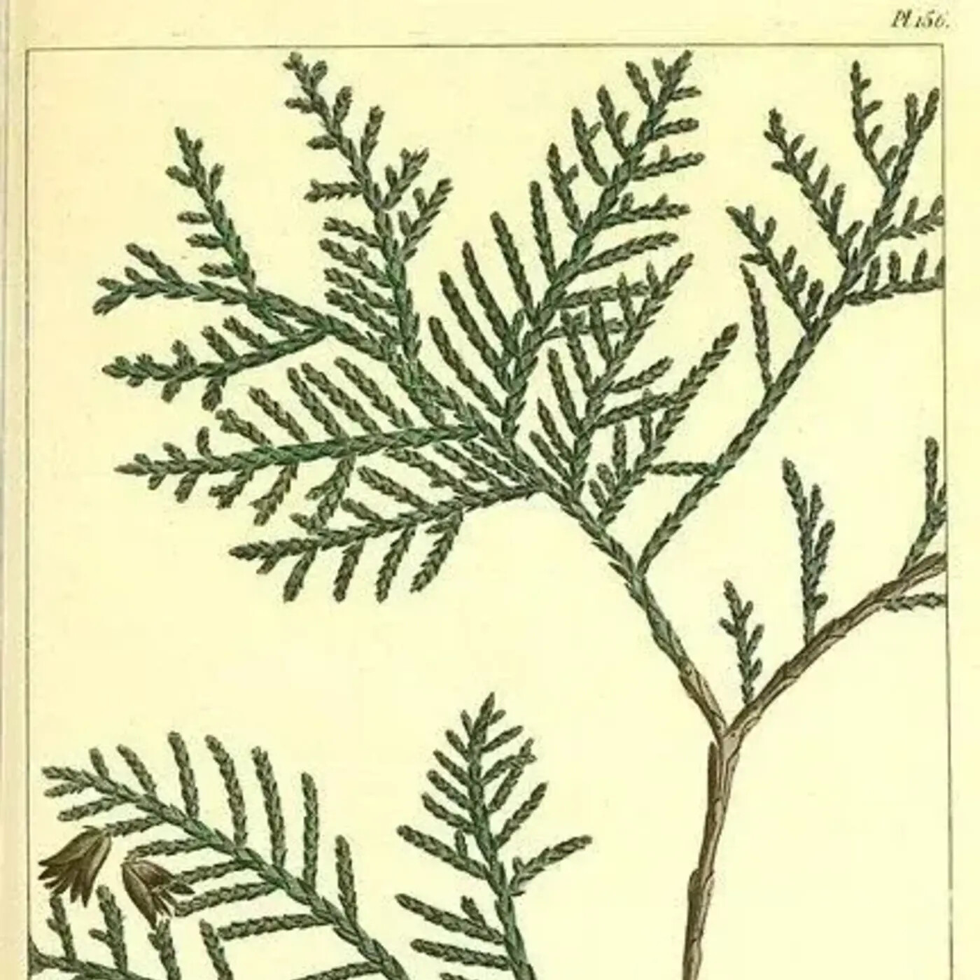 Ep. 384 - Arborvitae on the Limit