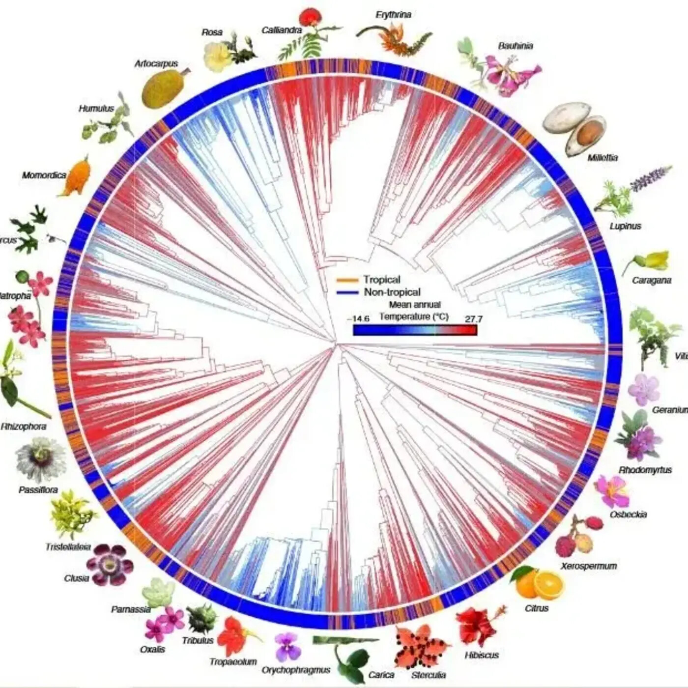 In Defense of Plants Podcast