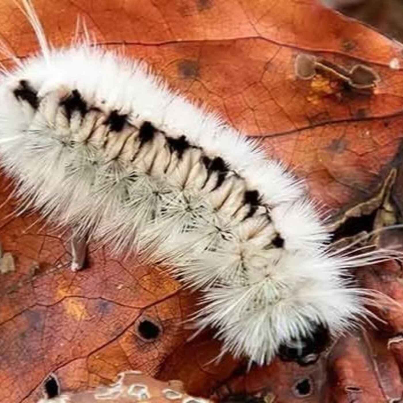 In Defense of Plants Podcast