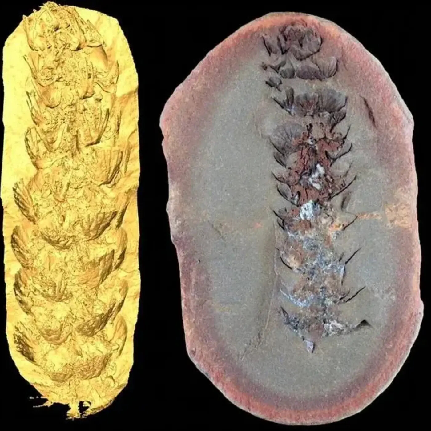 In Defense of Plants Podcast