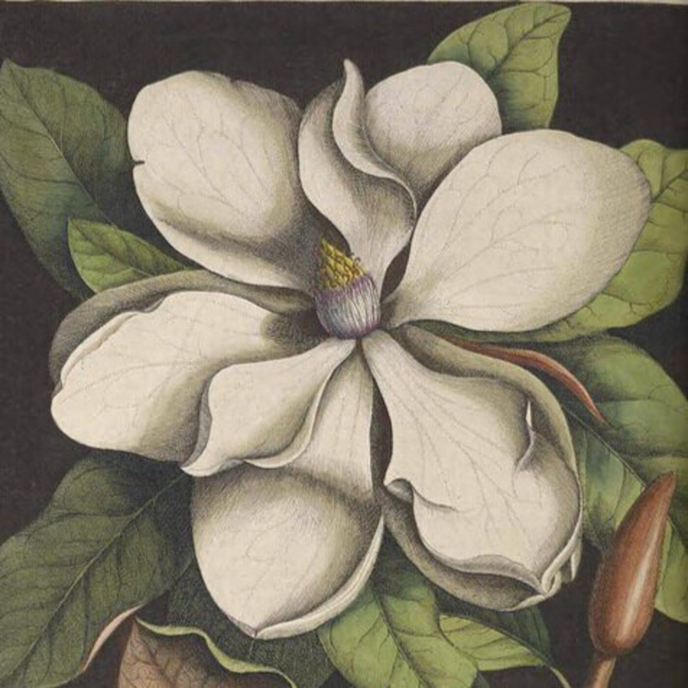 Ep. 335 - A Global Effort to Help Magnolias