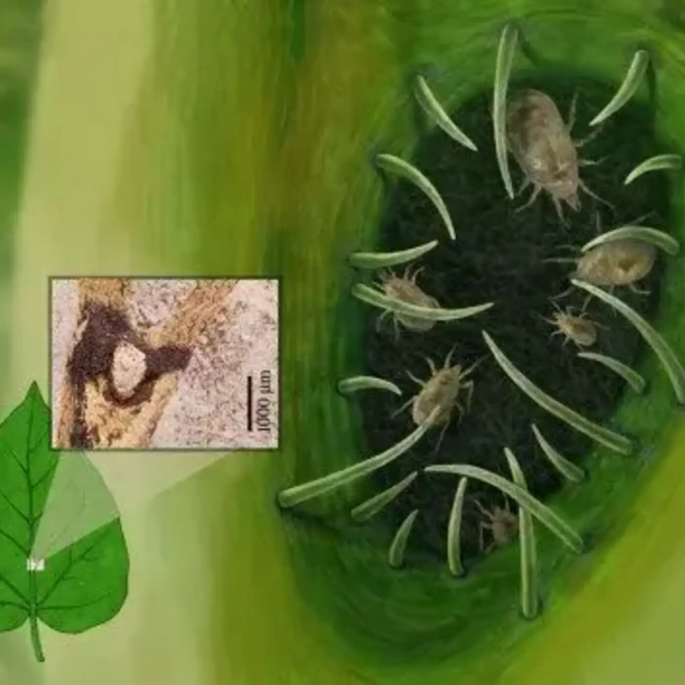 Ep. 429 - Ancient Leaf Homes Revisited