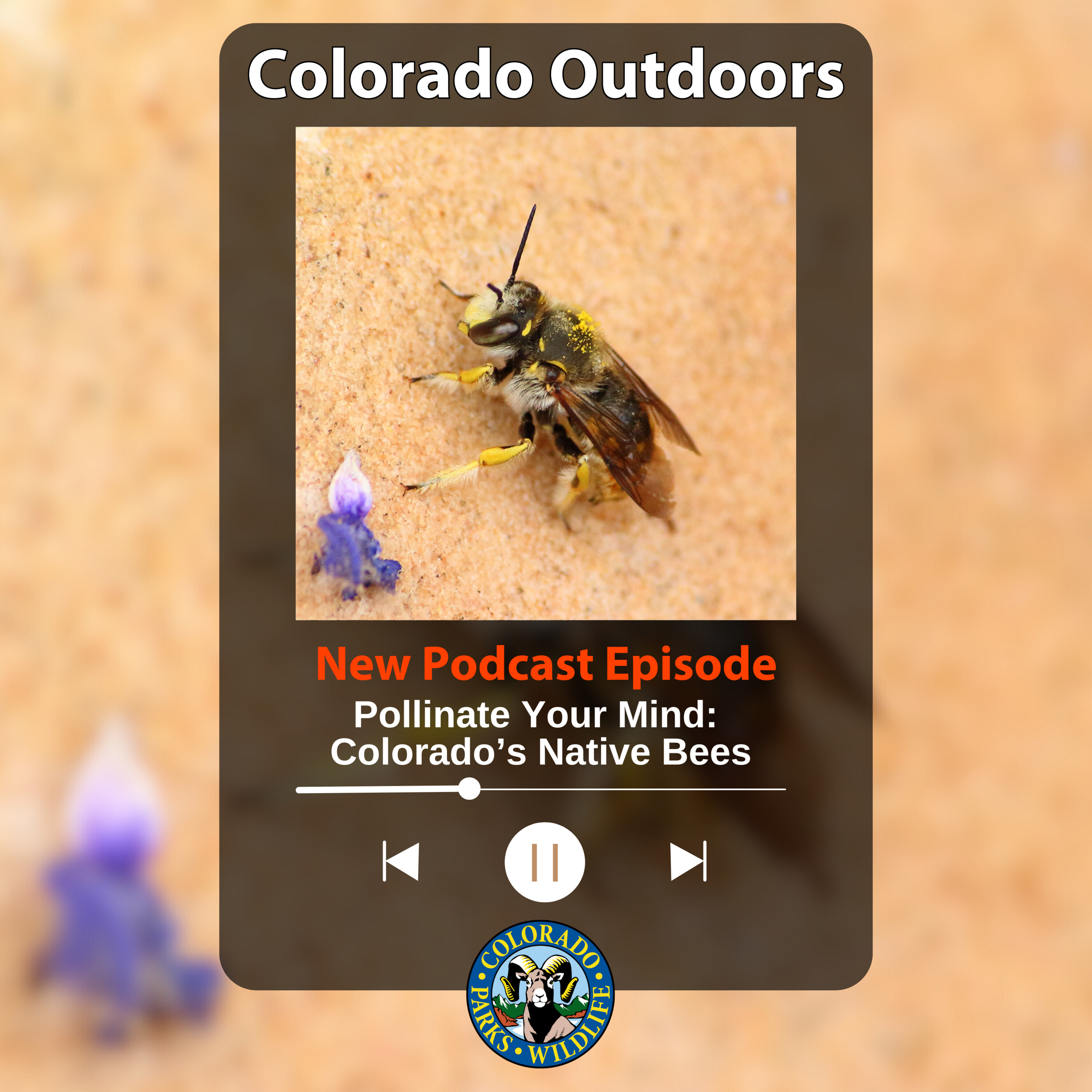 S2E14: 2.14 – Pollinate Your Mind: Colorado's Native Bees