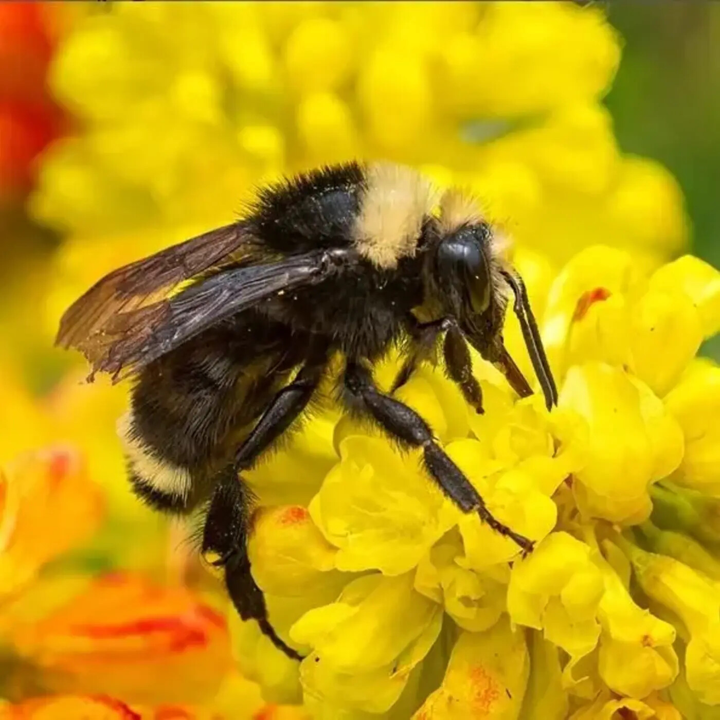 In Defense of Plants Podcast