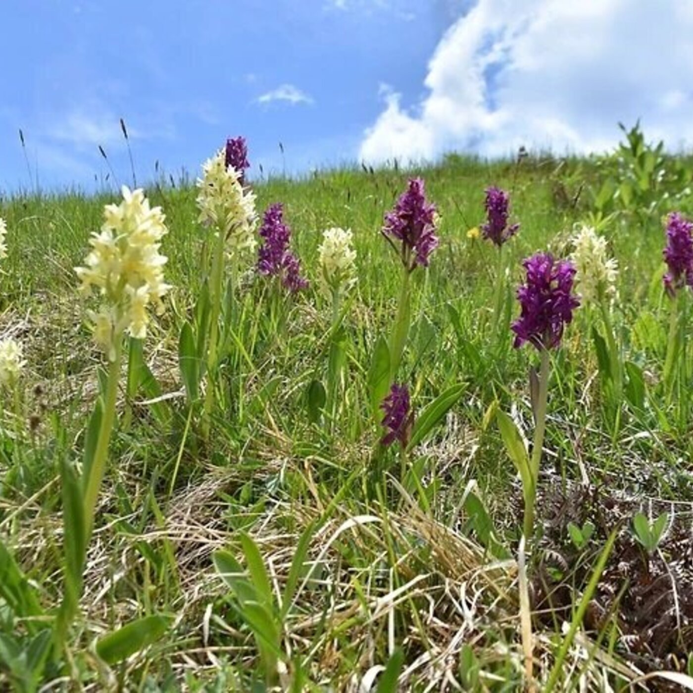 In Defense of Plants Podcast