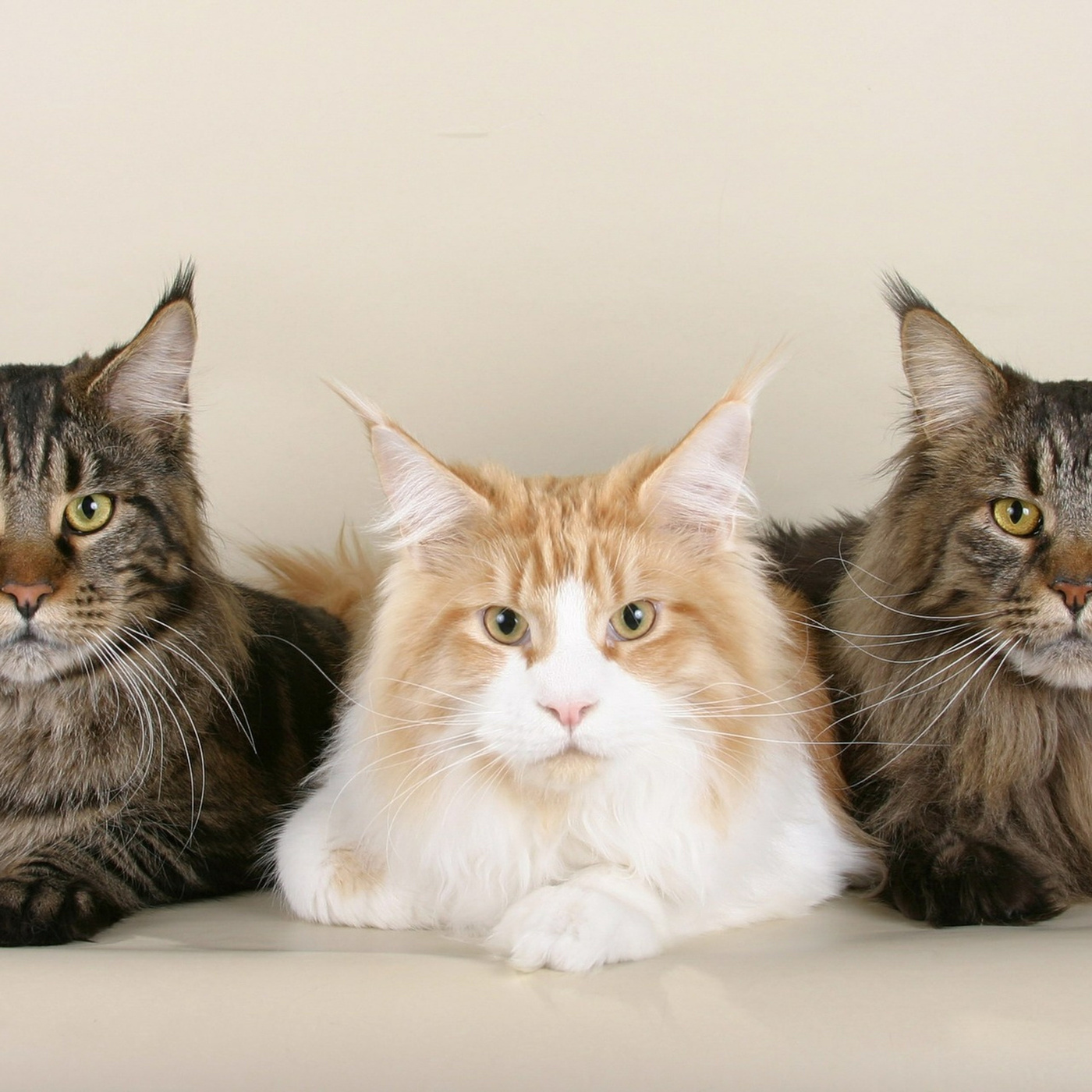 Episode 249: Three Lives of the Cat Pack