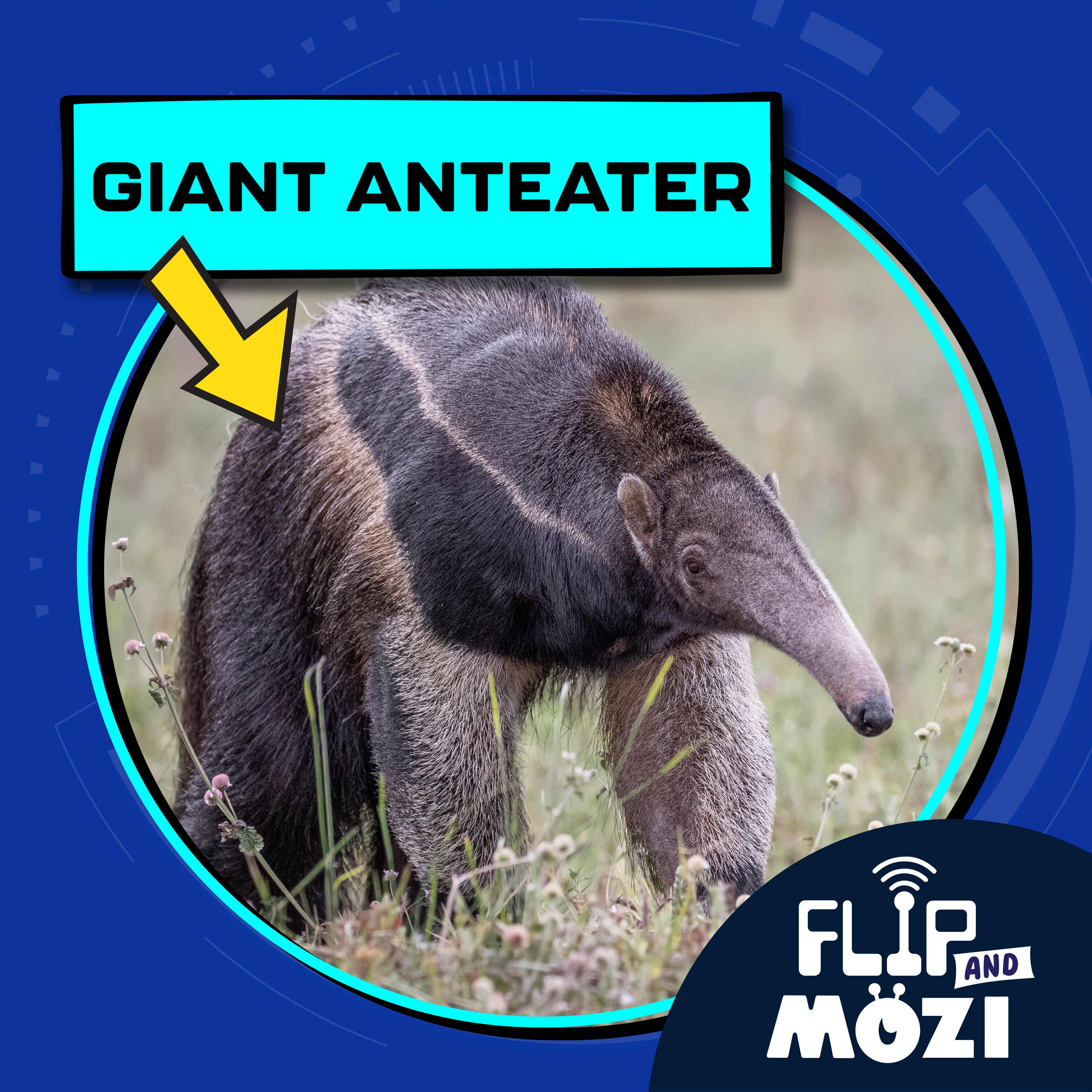 Giant Anteater (11/6/25)