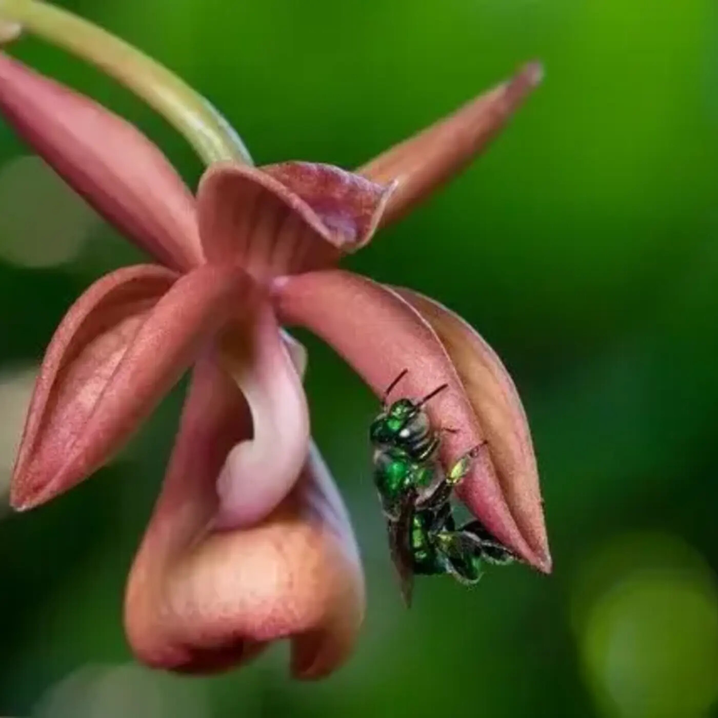Ep. 407 - Orchid Bees: Botanical Perfumers