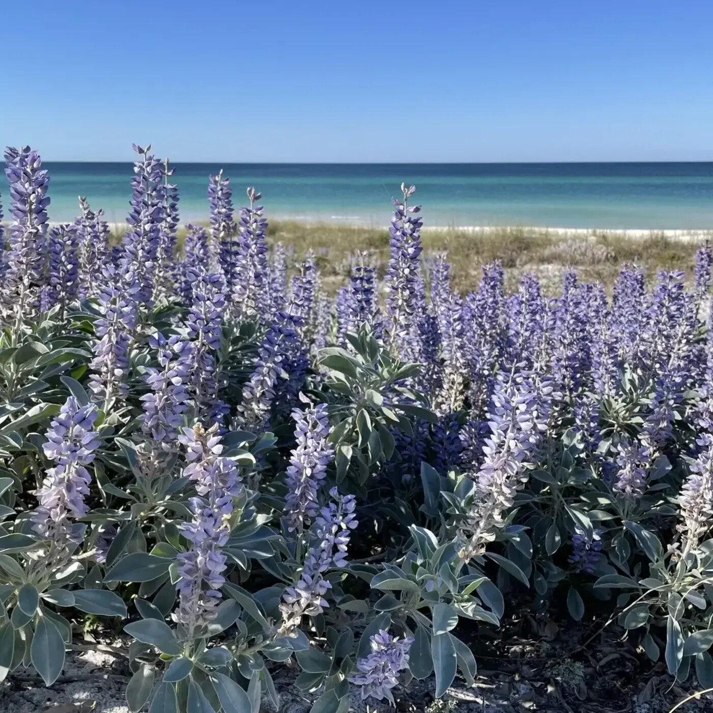 In Defense of Plants Podcast