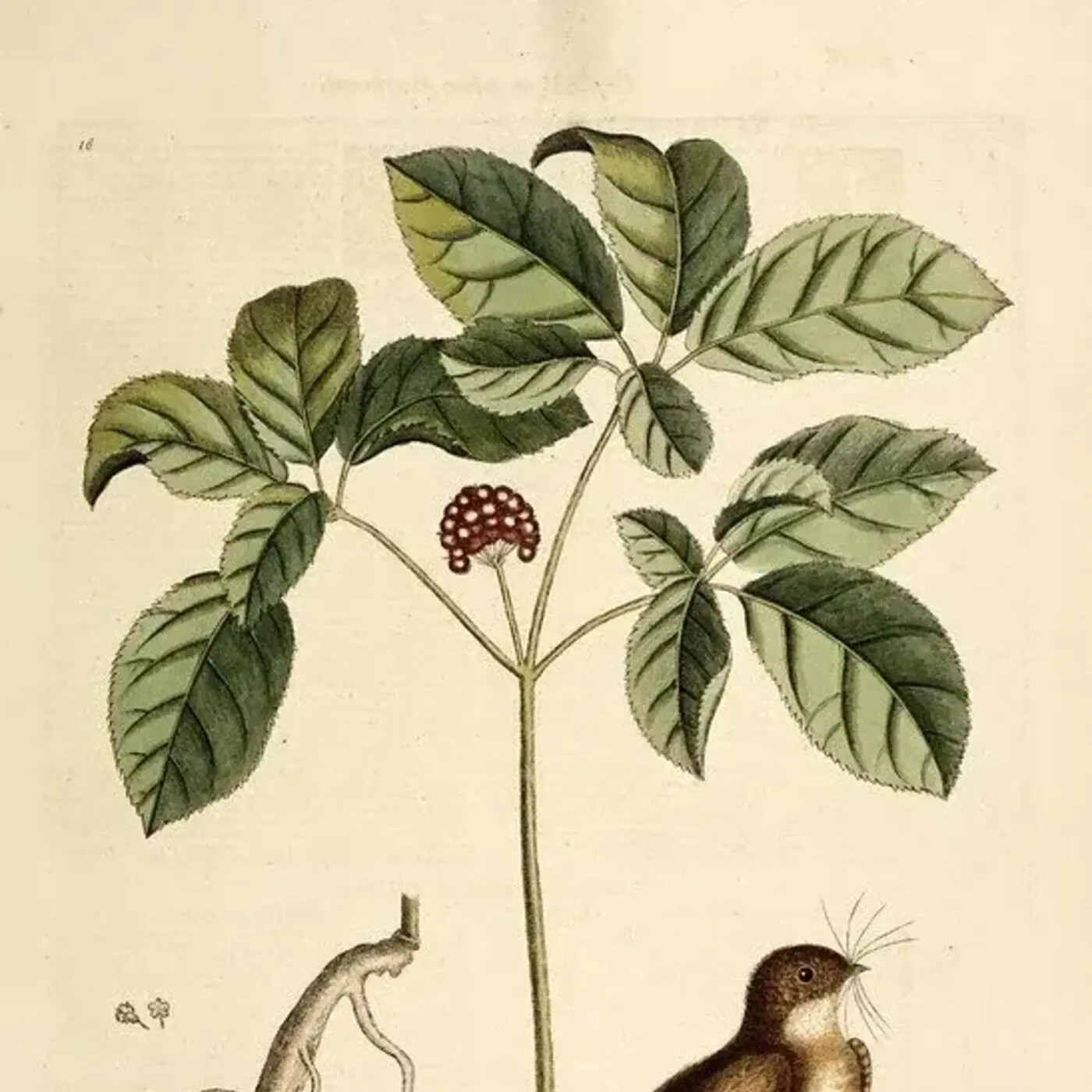 Ep. 381 - American Ginseng Revisited