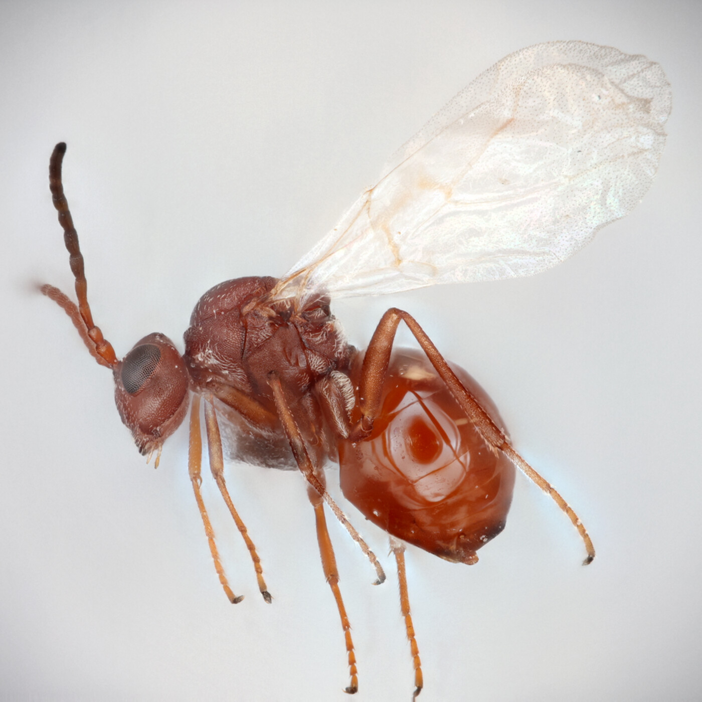 In Defense of Plants Podcast