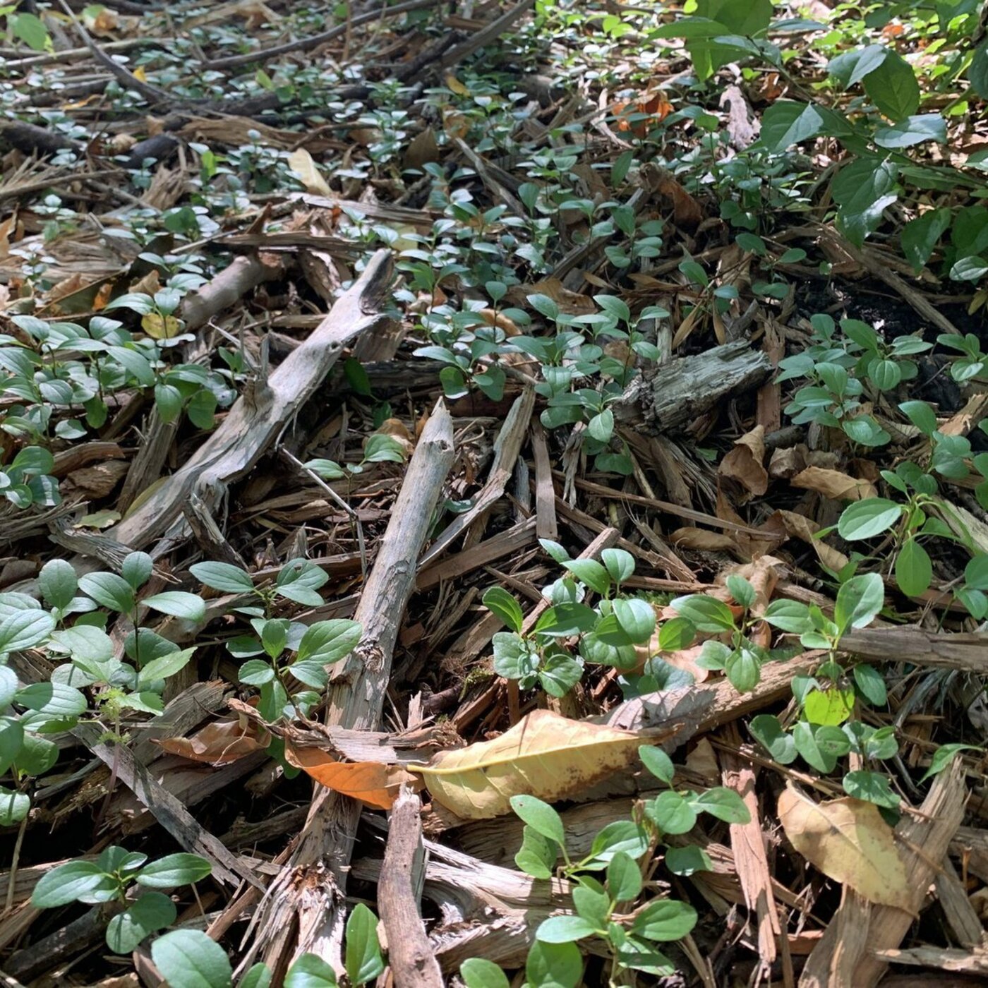 In Defense of Plants Podcast