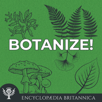 Plants and their uses; an introduction to botany . duces all the