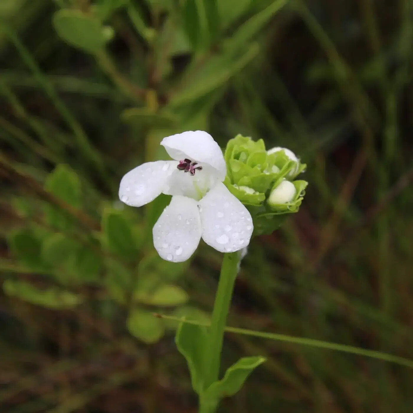 In Defense of Plants Podcast