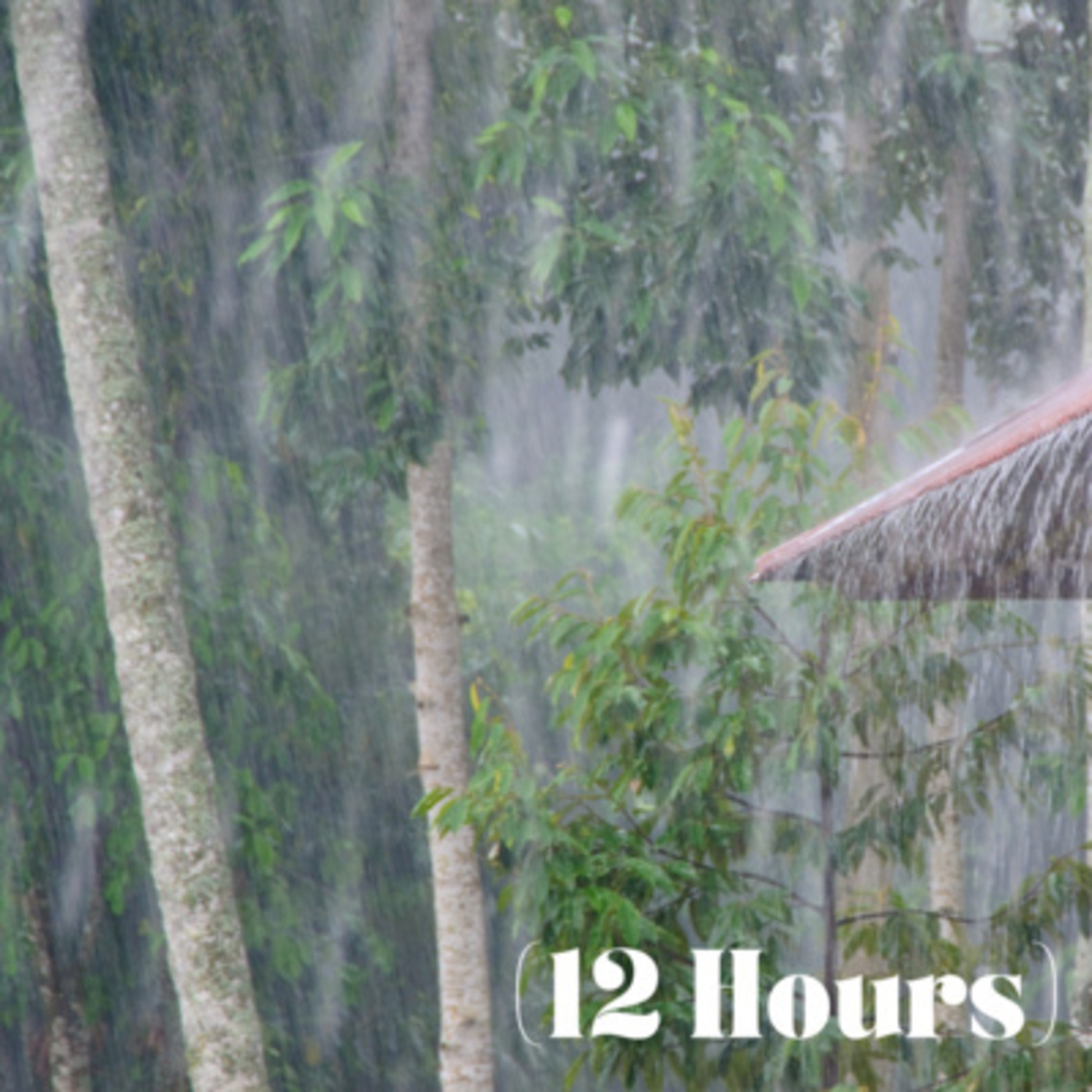Spring Rain Downpour | Sleep Sound (12 Hours)