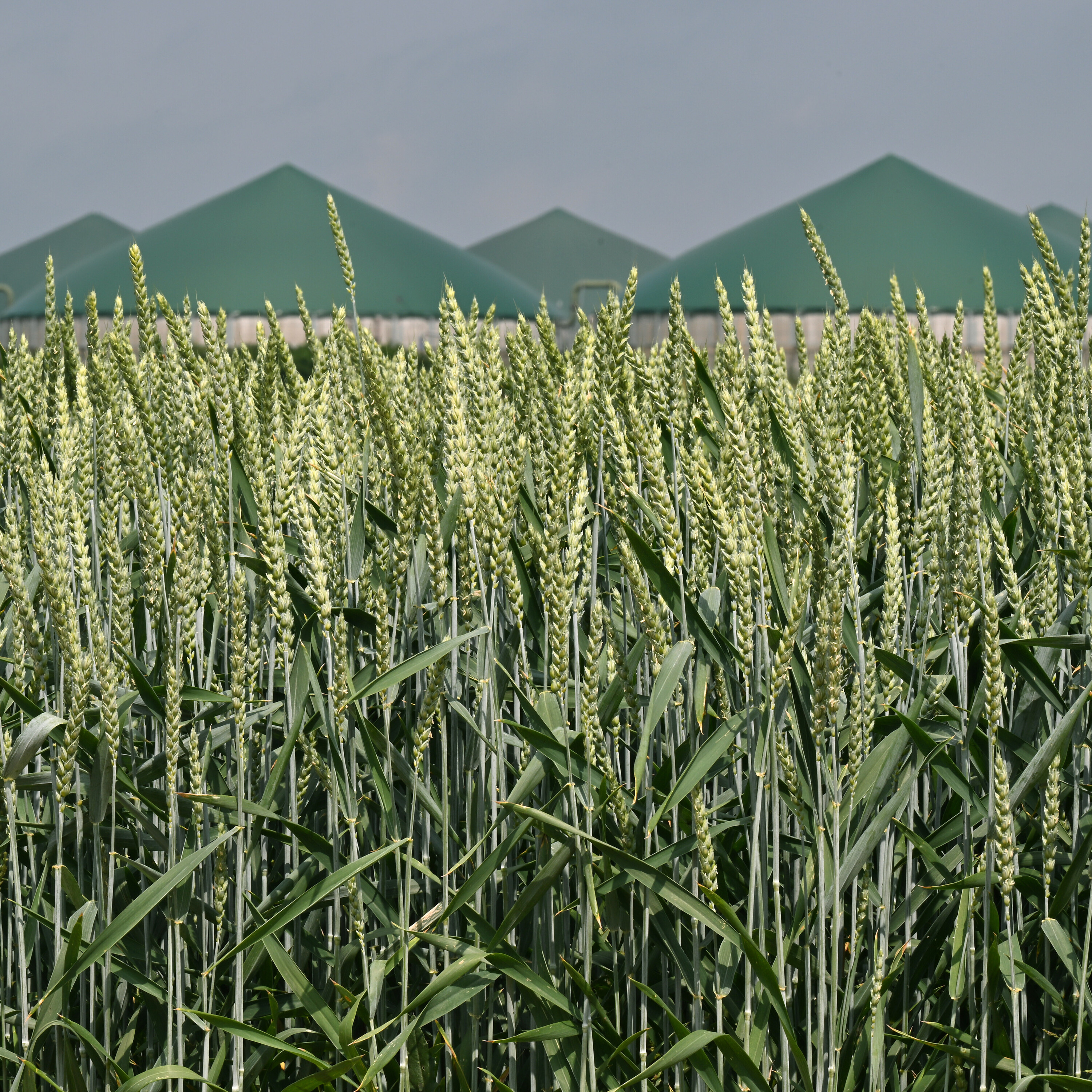 "Biogas leistet dasselbe wie Gaskraftwerke - 50 Milliarden Euro günstiger" - Sandra Rostek (HBB)