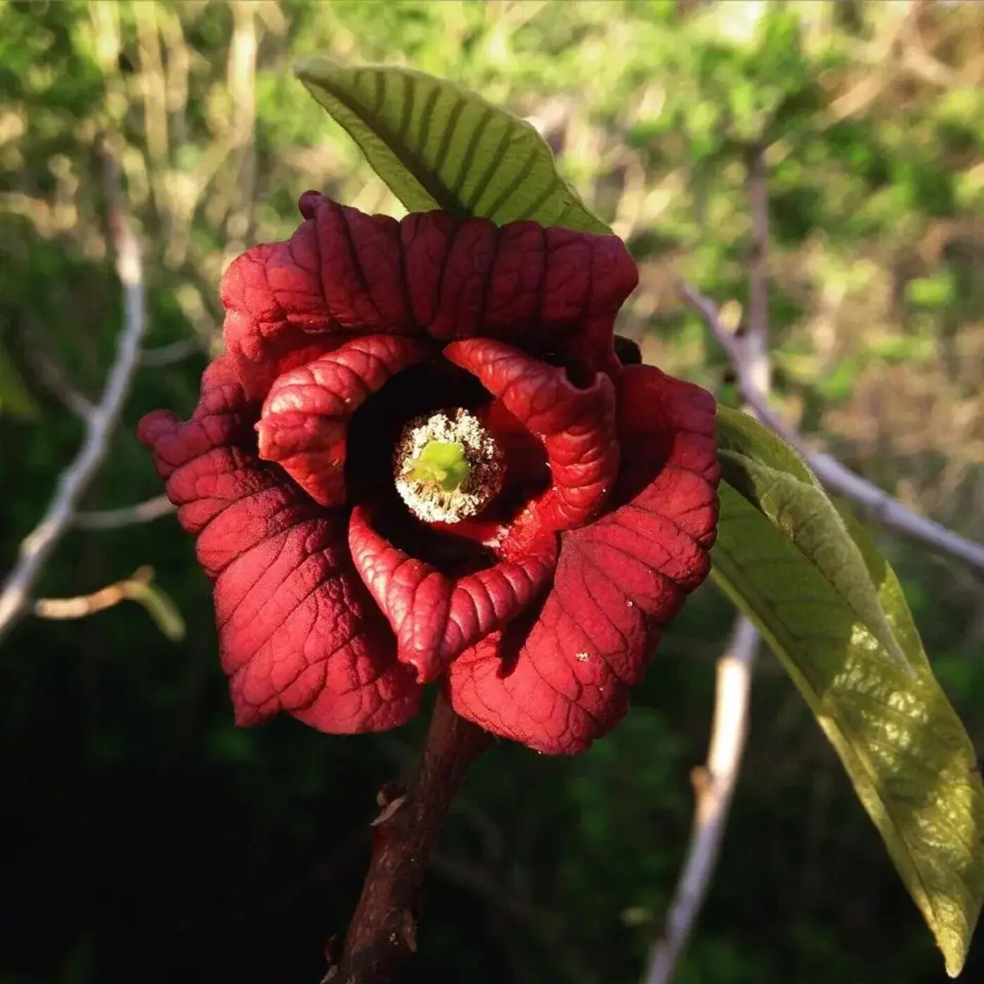 Ep. 421 - Pawpaw & Floral Mimicry Revisited