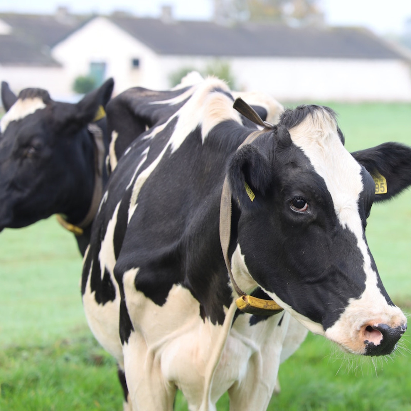 Episode 380: Helping Dairy Farms Plan for the Future