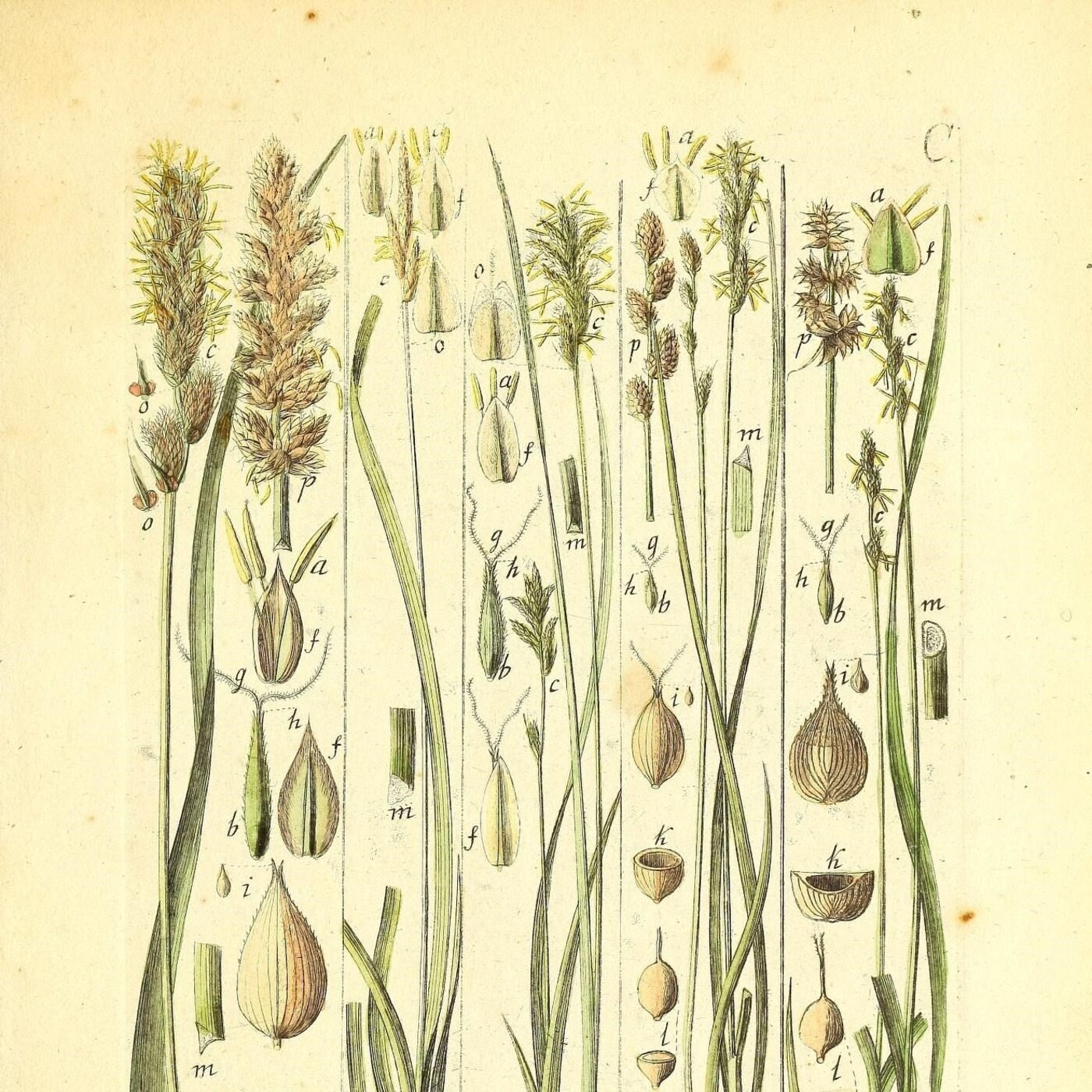 Ep. 370 - Interview with a Sedge-Head