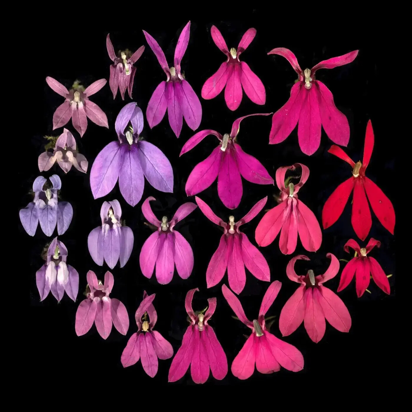 In Defense of Plants Podcast