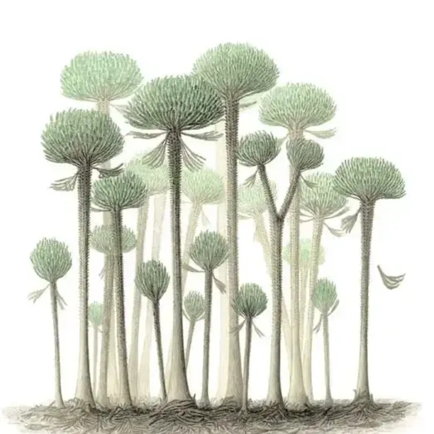 In Defense of Plants Podcast