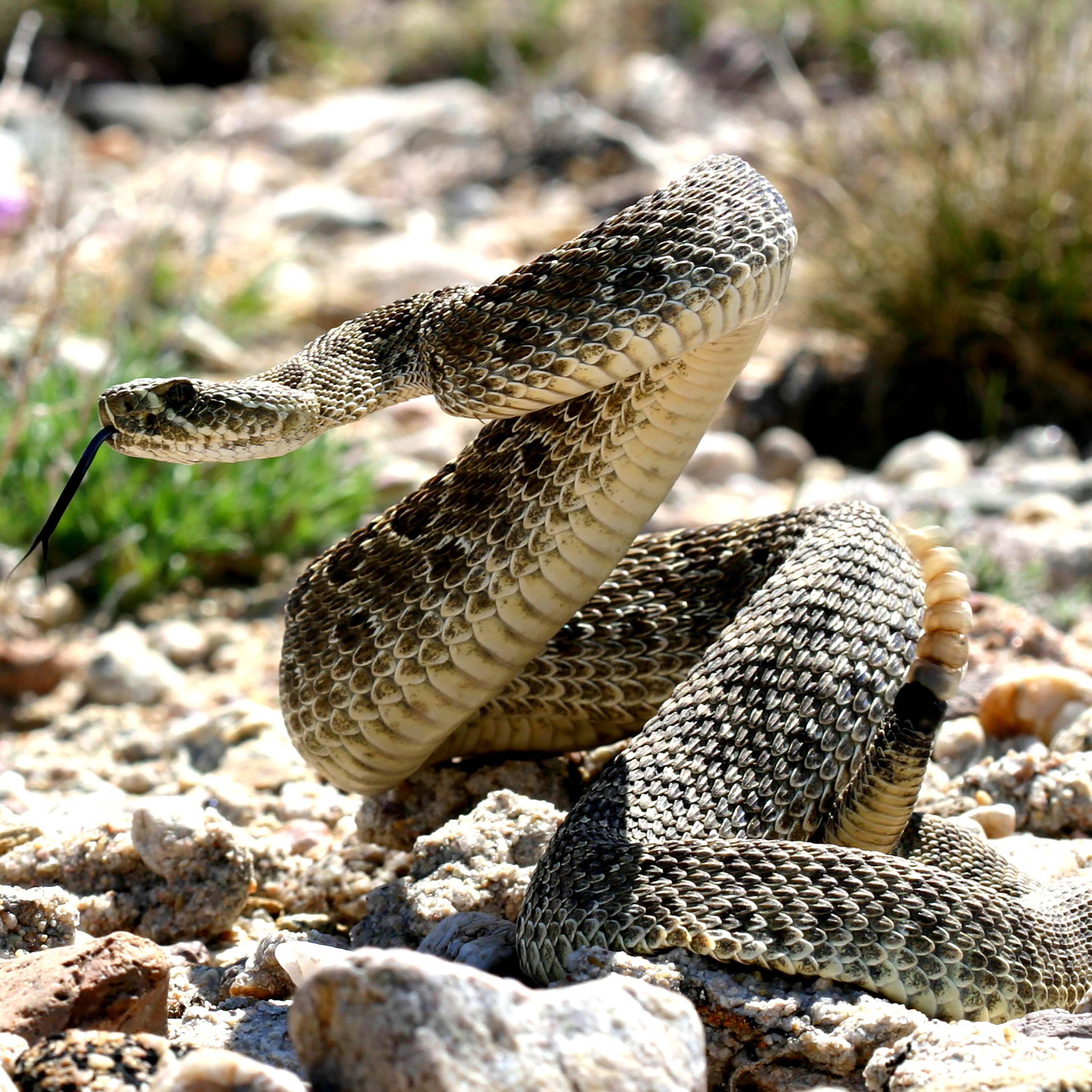 S1E28: 1.28 - Rattlesnakes - April 27, 2022