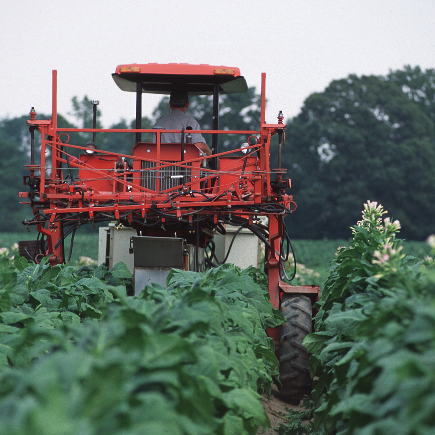 Thumbnail for "Where have all the Black farmers gone?".