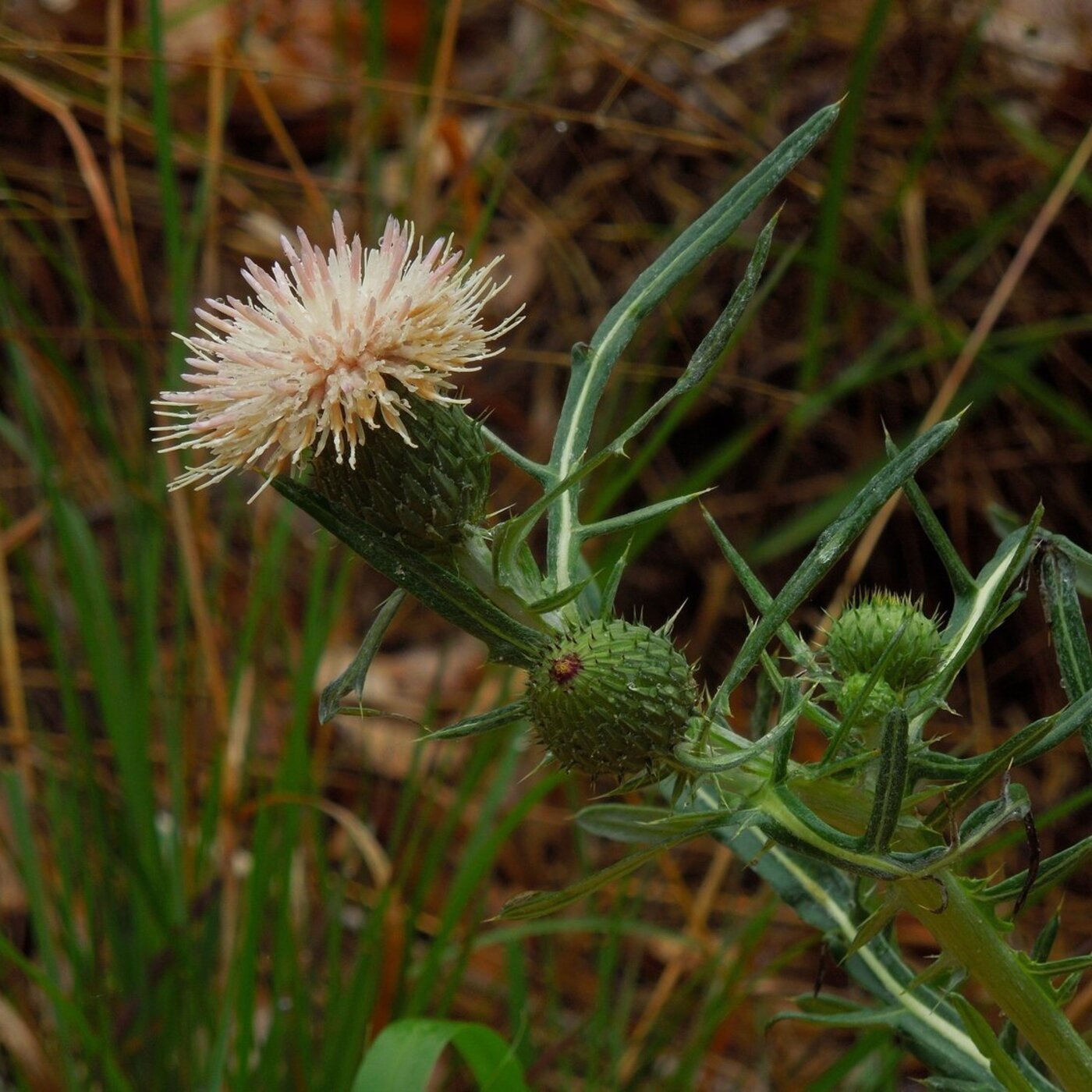 Ep. 344 - A Thistle on the Brink