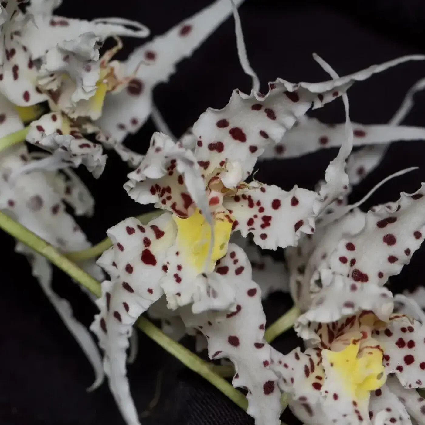 Ep. 433 - What Drives Orchid Diversity?