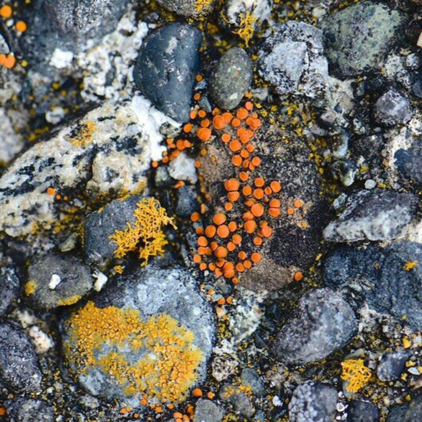 In Defense of Plants Podcast