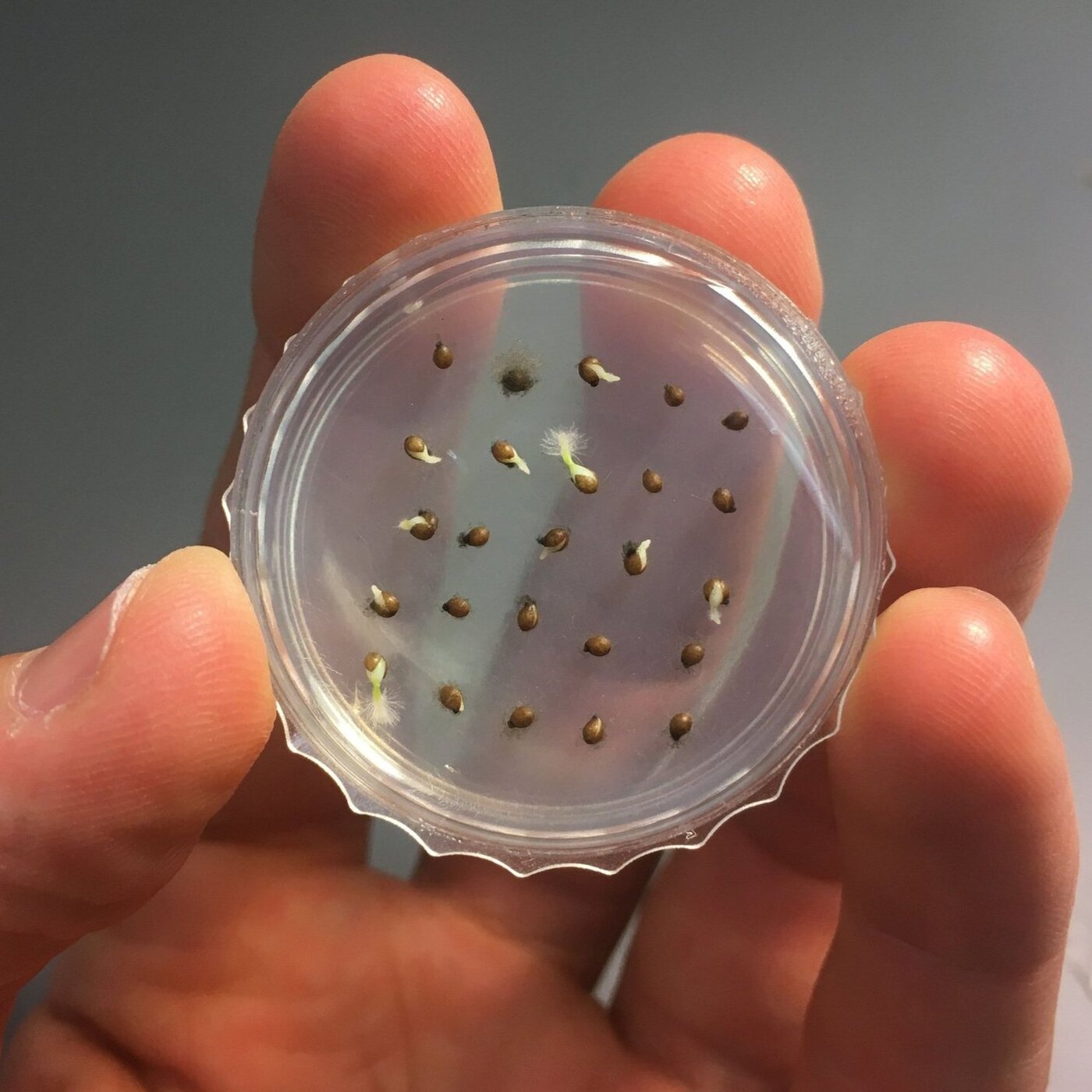 Ep. 343 - Native Seed Science