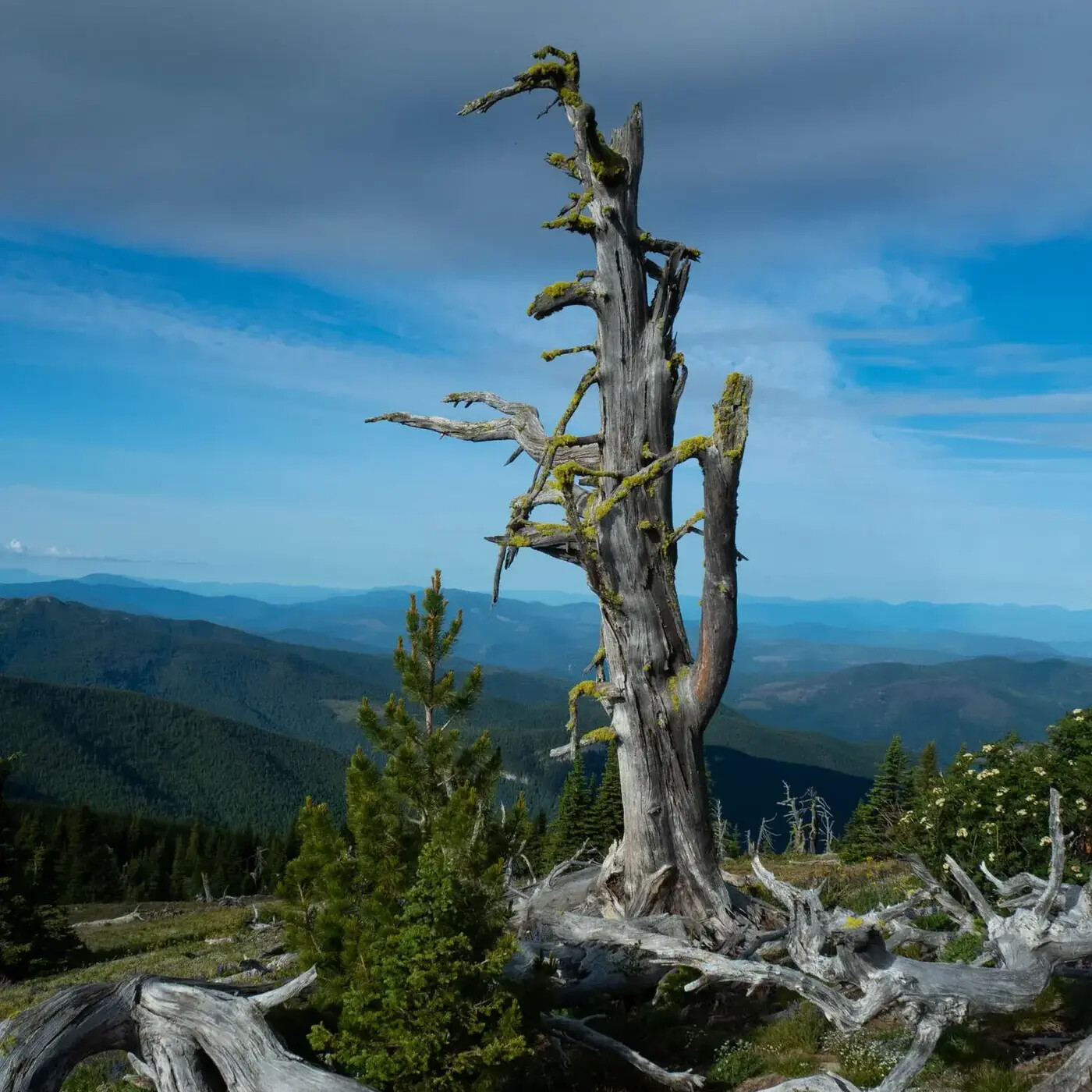 In Defense of Plants Podcast