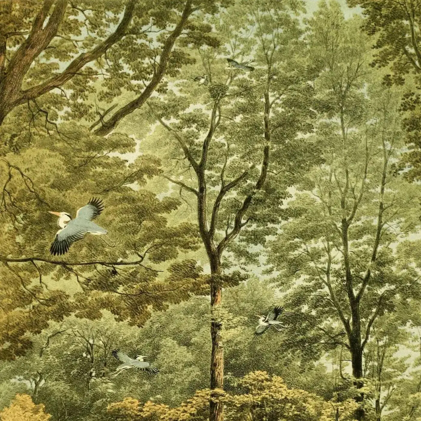 In Defense of Plants Podcast